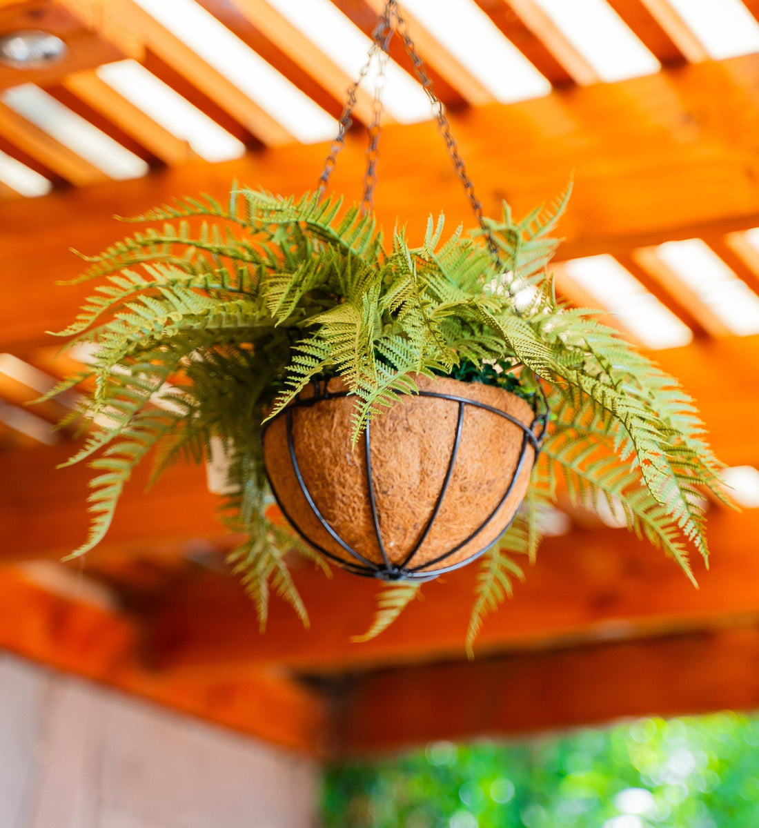 Helecho Colgante, Artificial