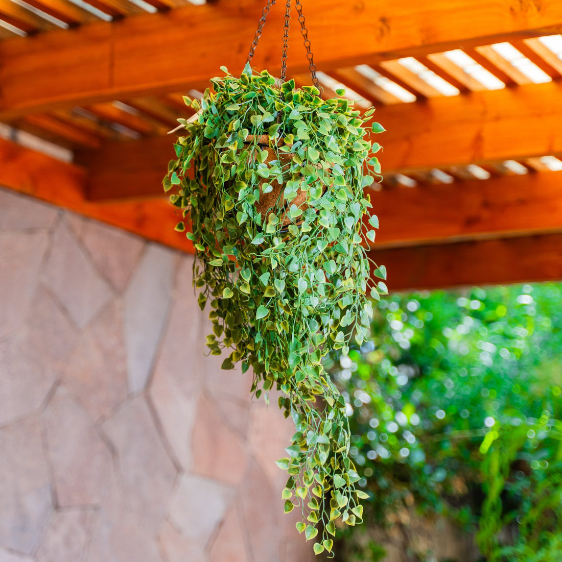 Helecho Colgante, Artificial