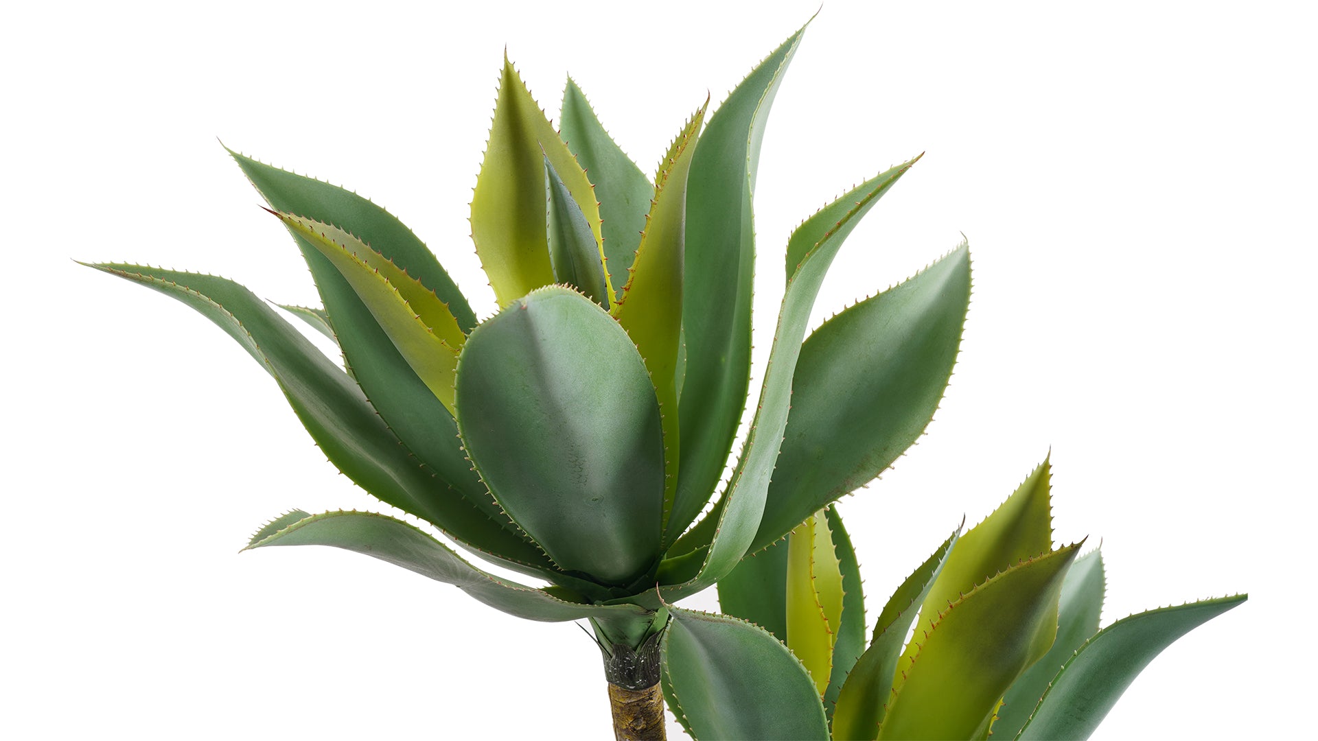 Agave artificial