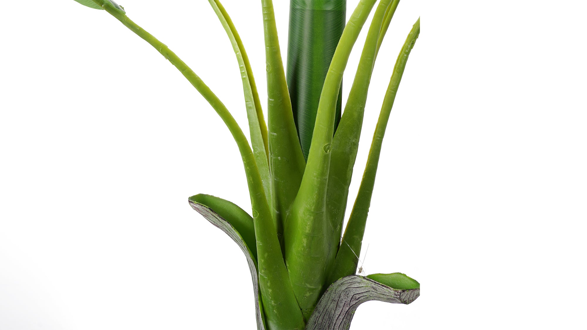 BANANA TREE (118 cms.)