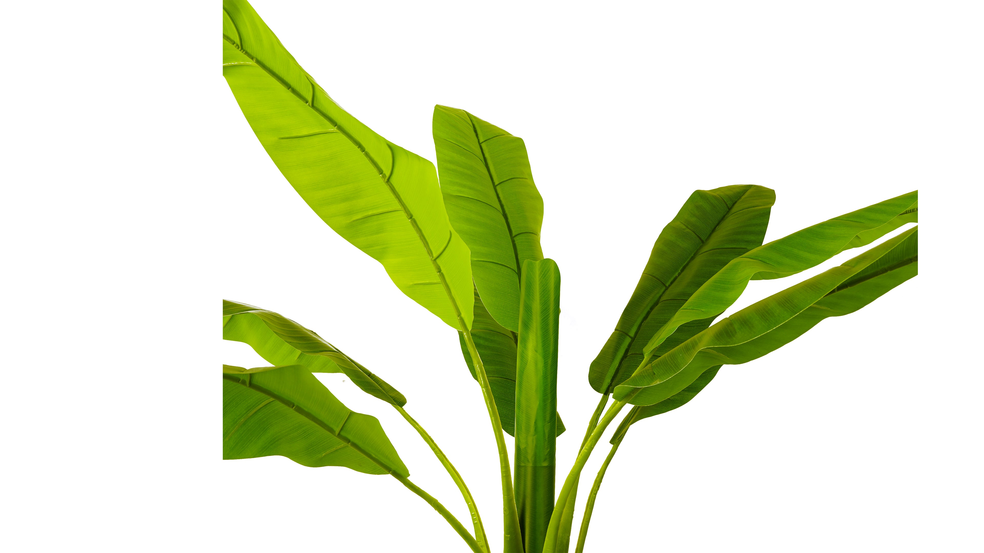 BANANA TREE (142 cms.)