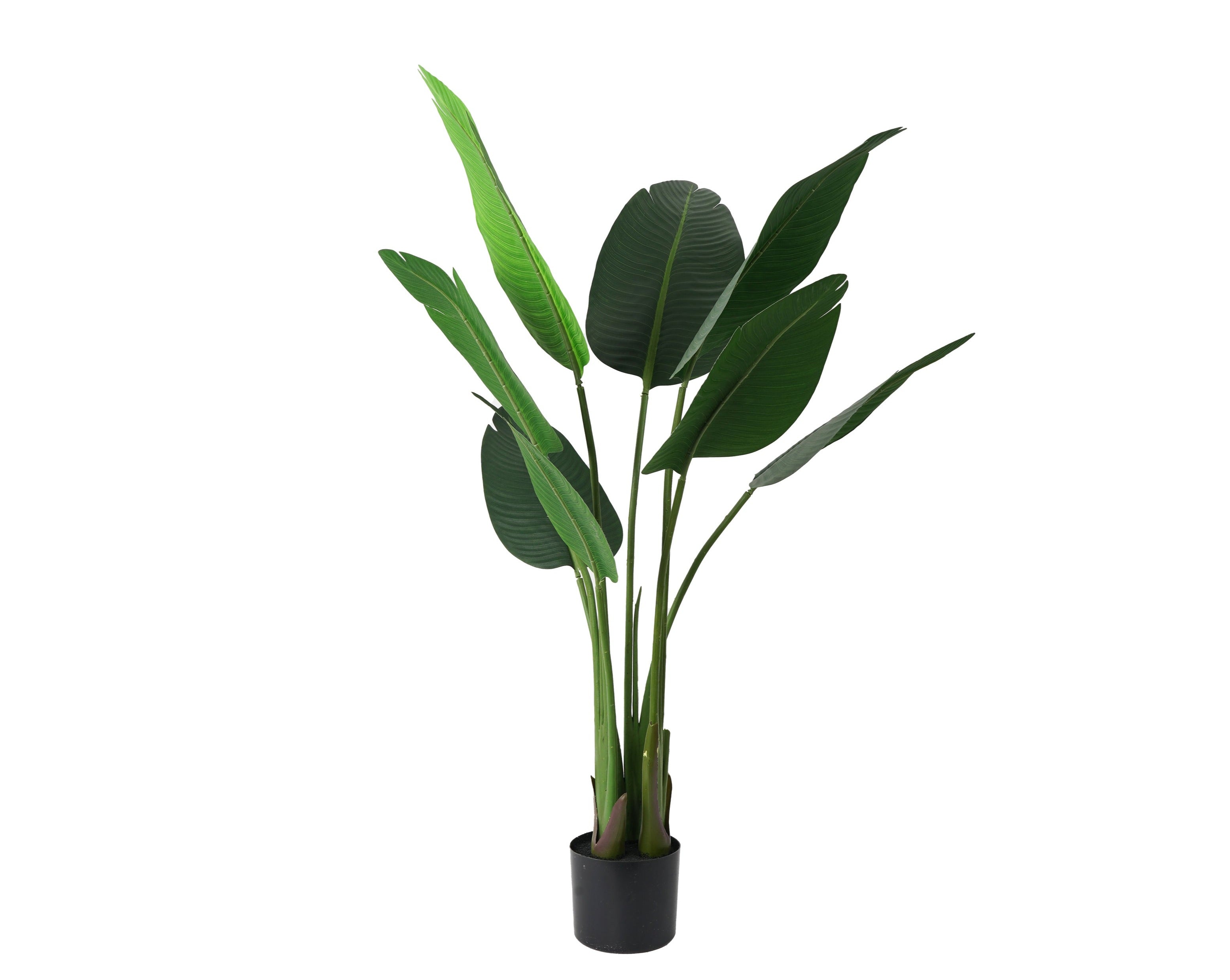 Bird Of Paradise (117 Cm)