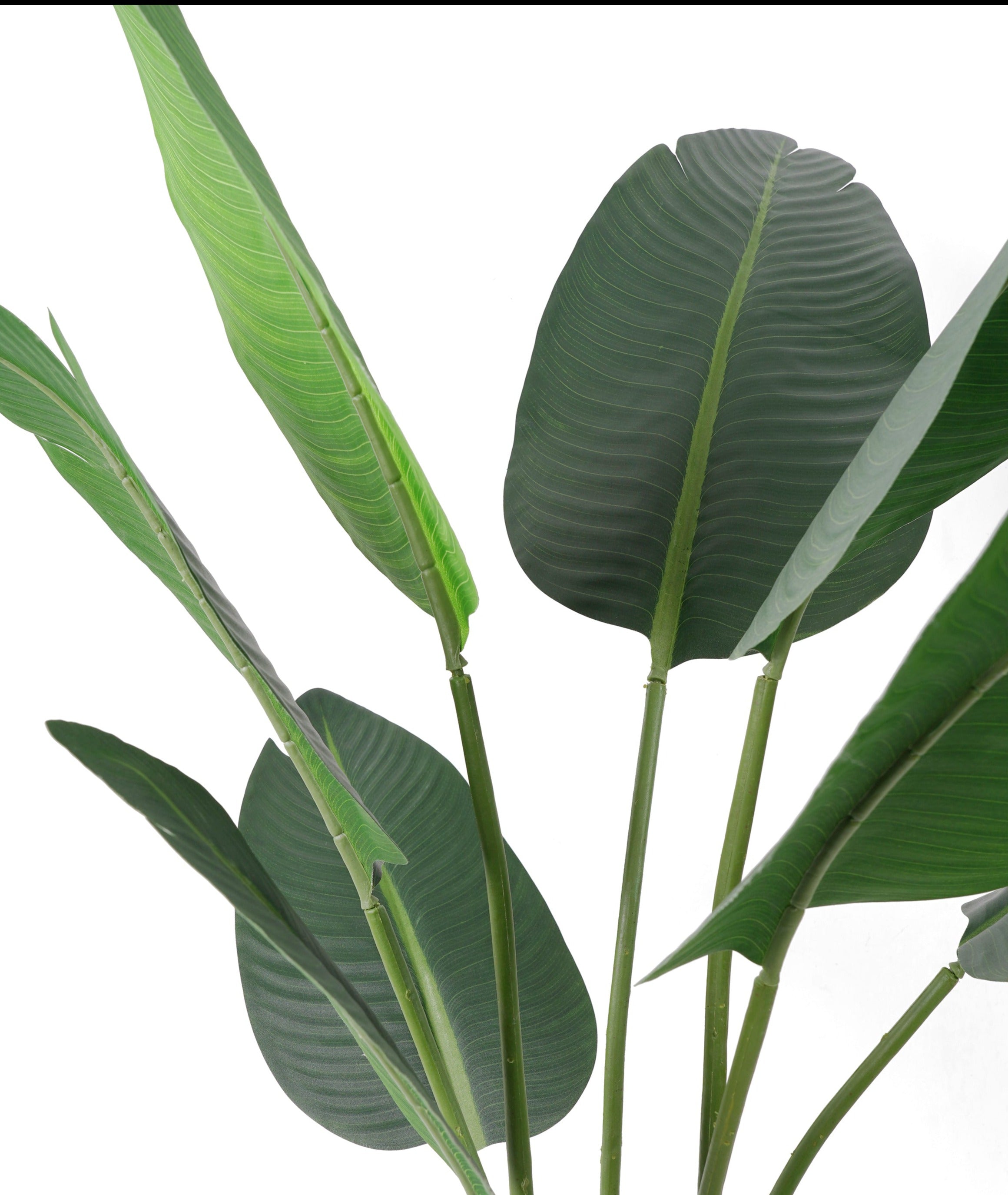Bird Of Paradise (117 Cm)