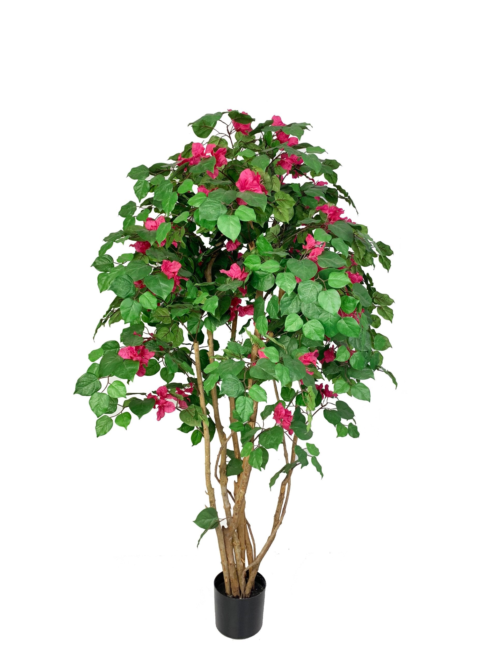 Bugambilia Con Filtro Uv (150 Cm)