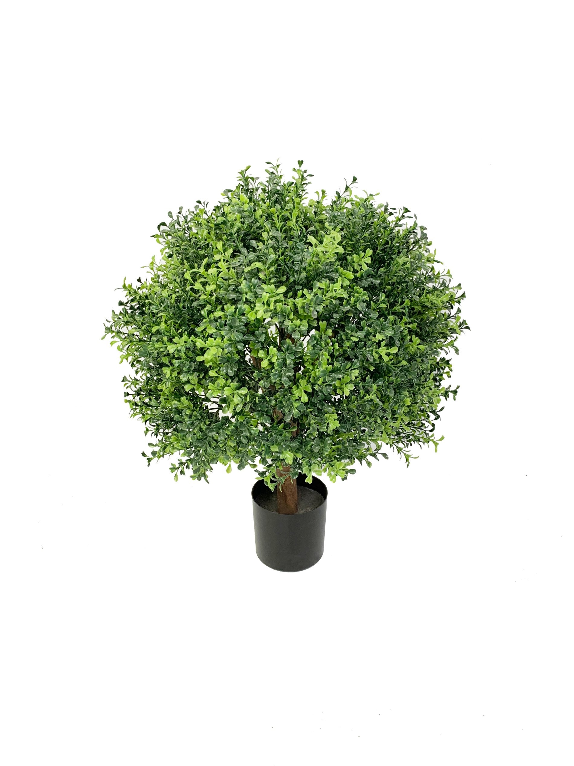 BOJ 55CMS (FILTRO UV)