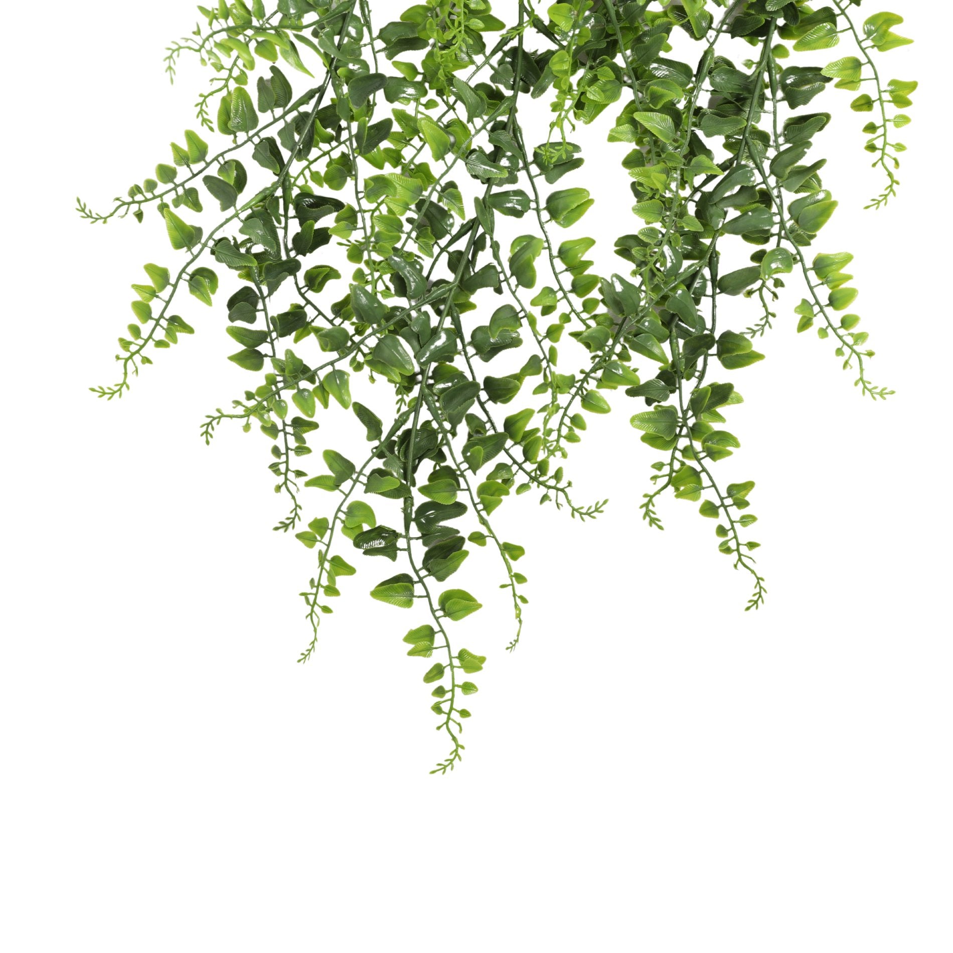 Helecho Colgante Bush 80cms, con filtro UV