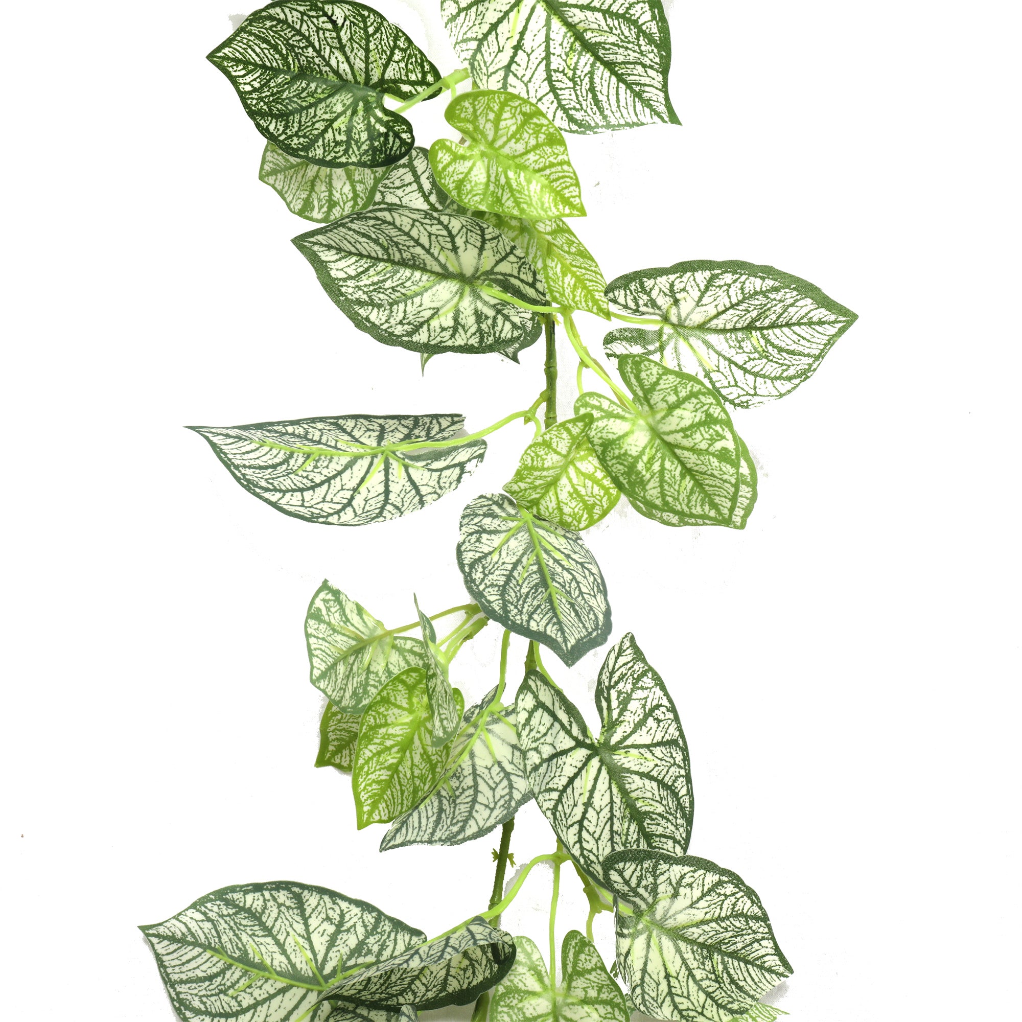 Planta Colgante Taro 190cms.