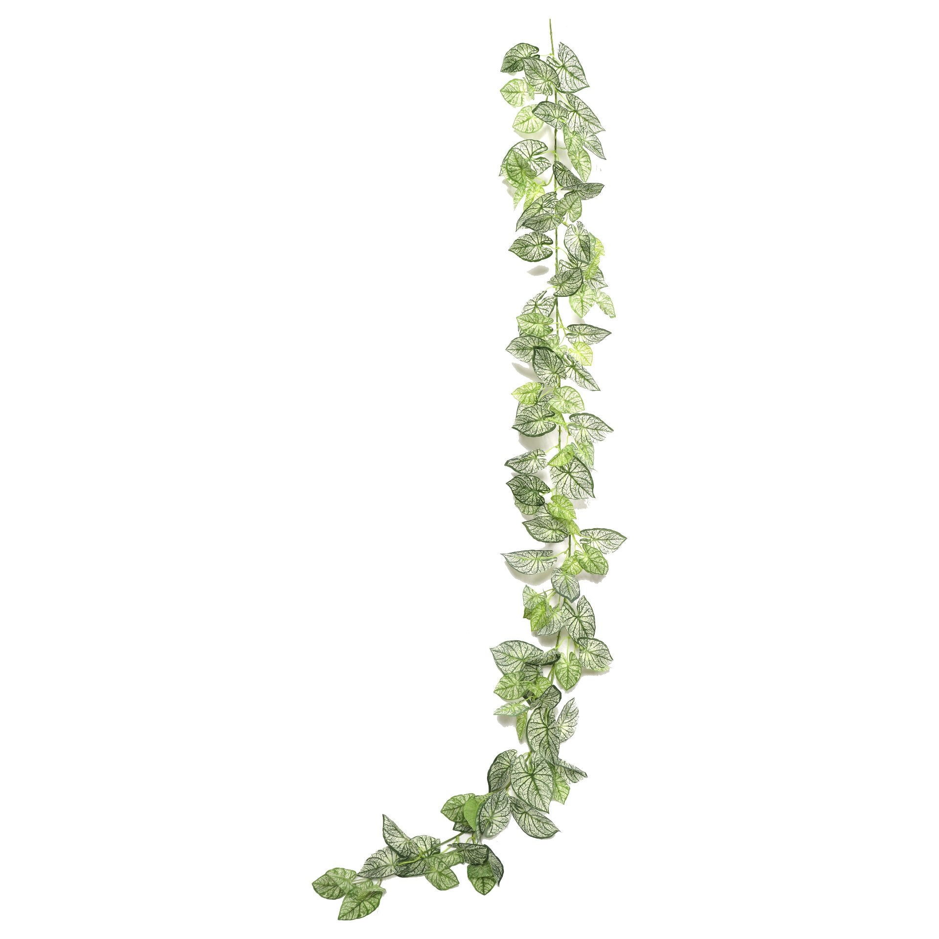 Planta Colgante Taro 190cms.