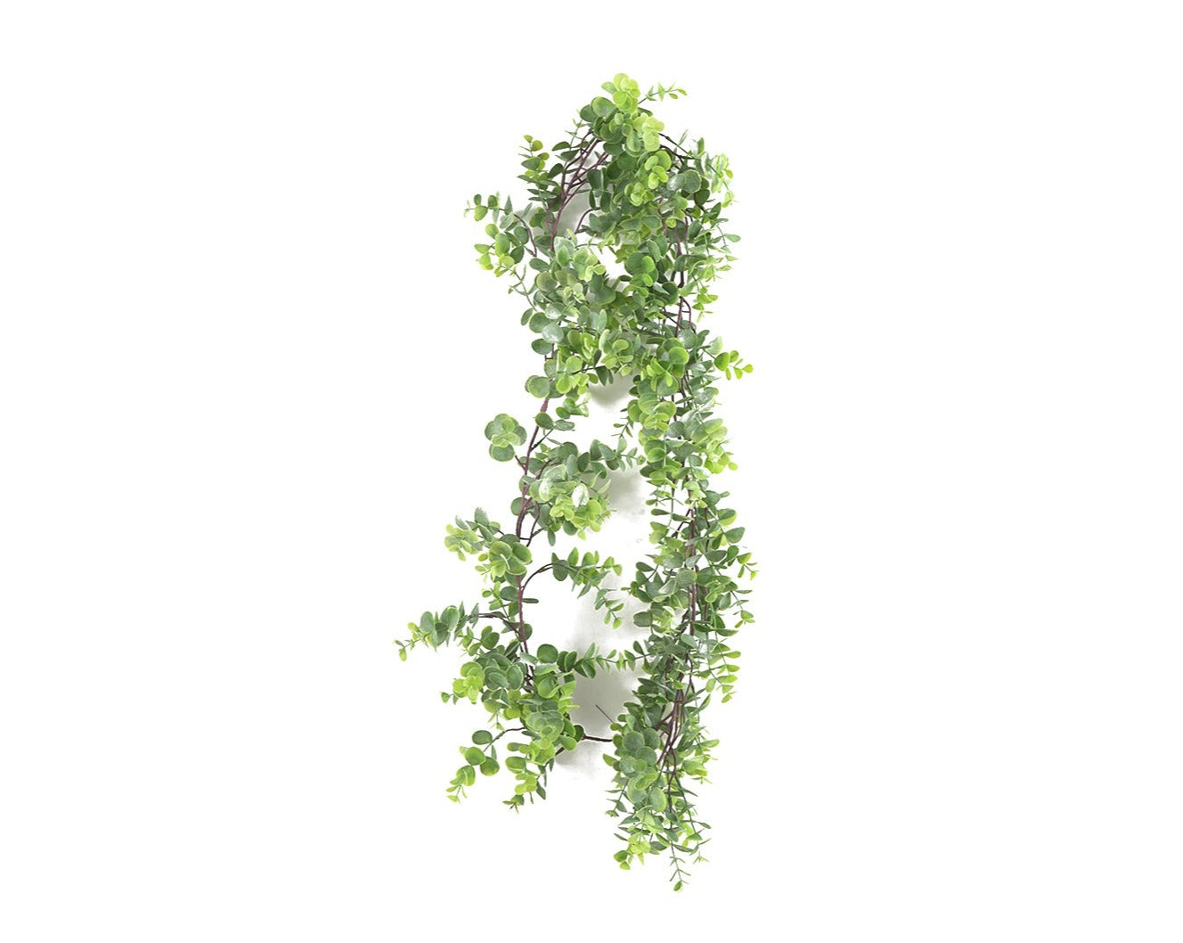 ENREDADERA (172 cms.)