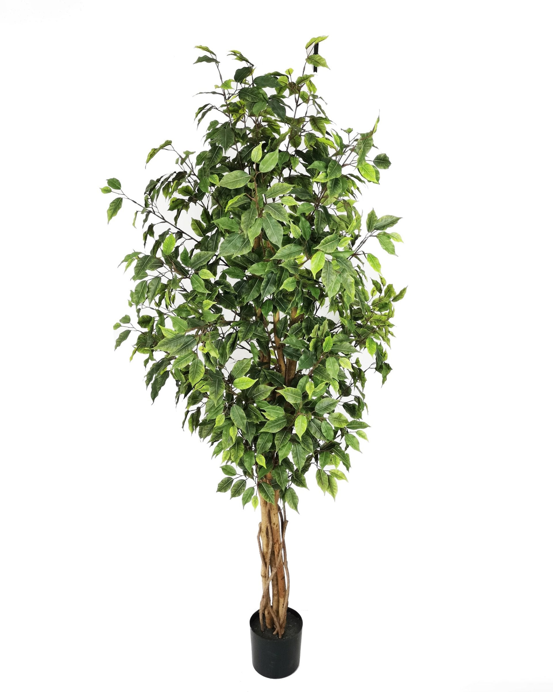 Ficus Benjamina Con Filtro Uv (180 Cm)