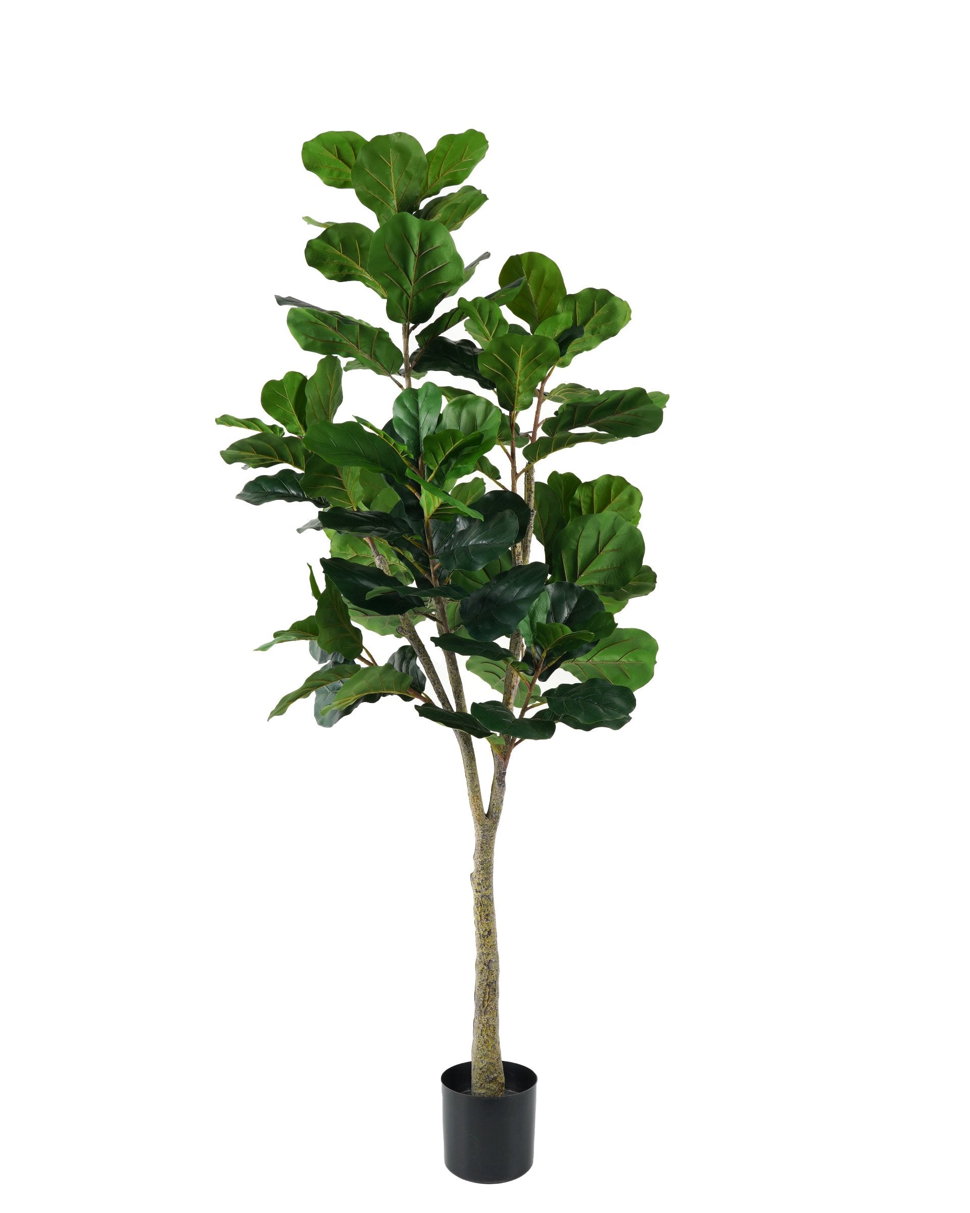 FICUS LYRATA 180CMS