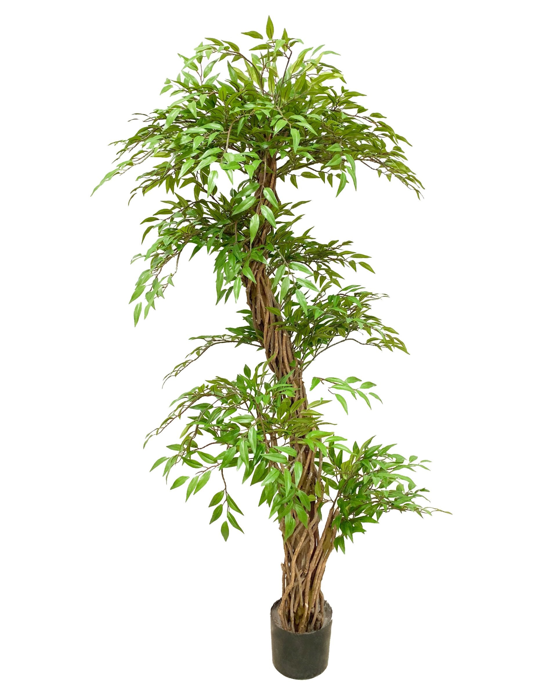 FICUS TRENZADO 160CMS (FILTRO UV)