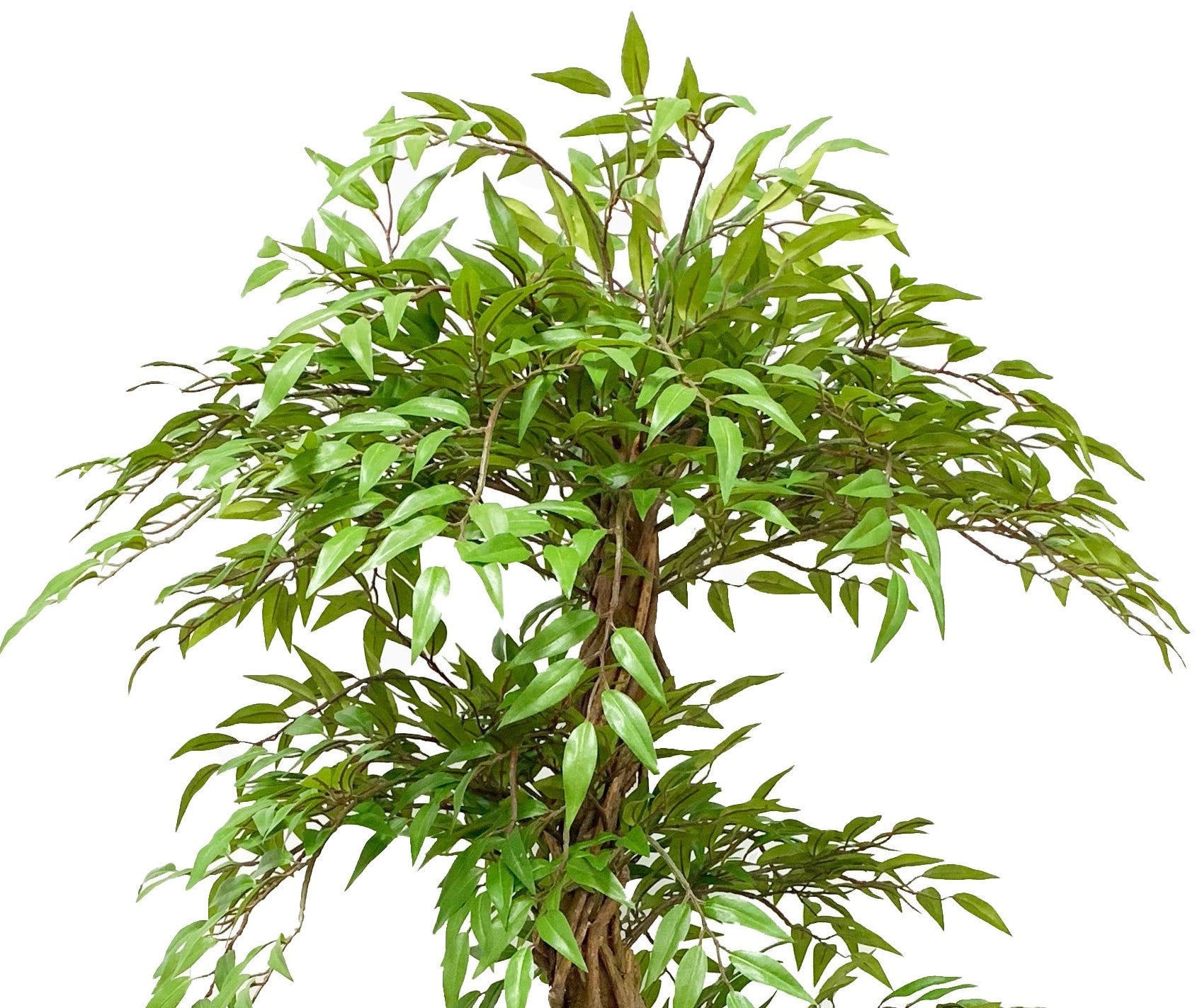 FICUS TRENZADO 160CMS (FILTRO UV)