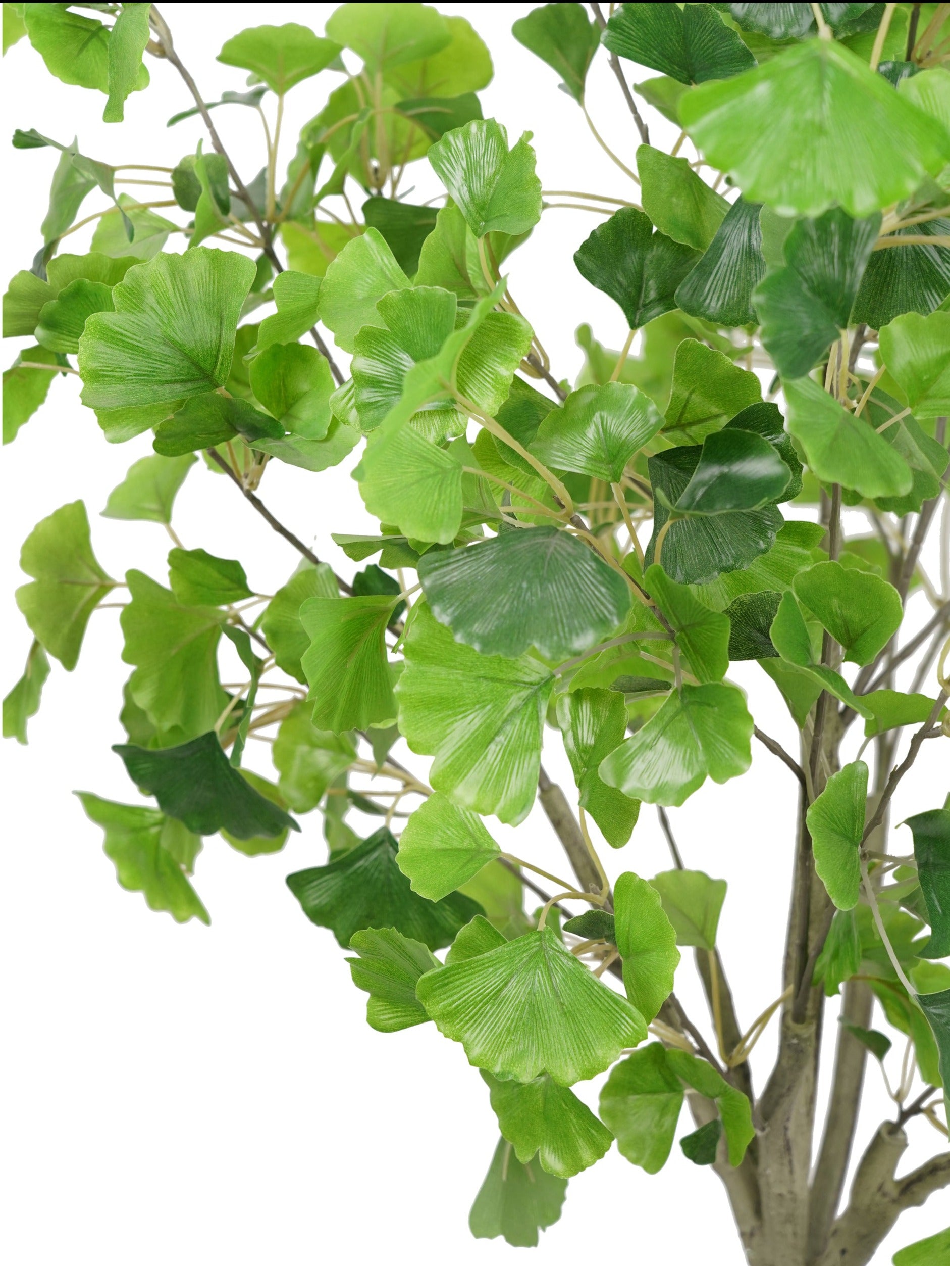 Ginkgo artificial