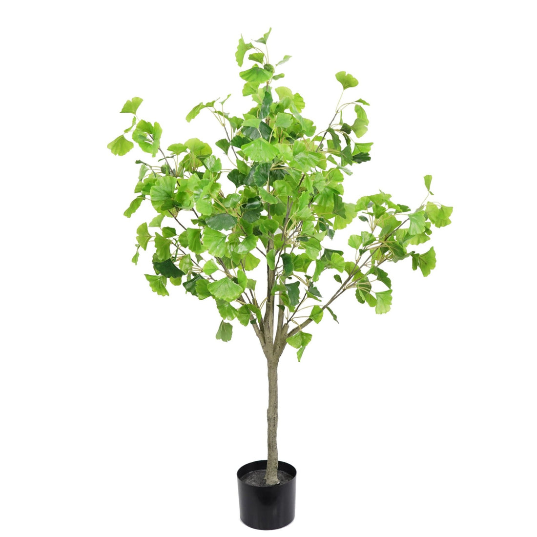 Ginkgo artificial