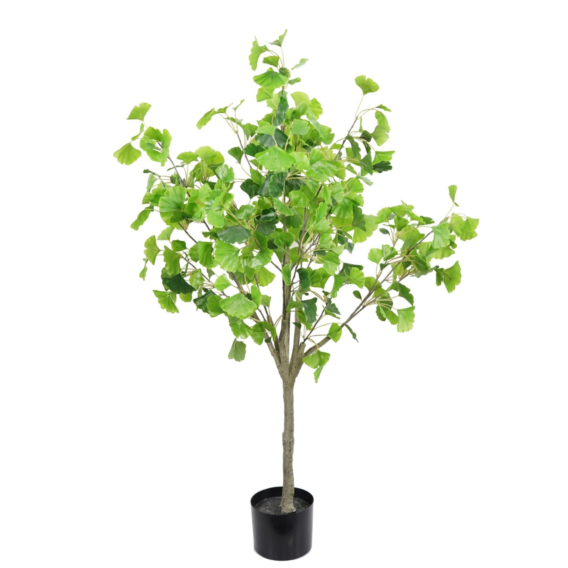 Ginkgo artificial
