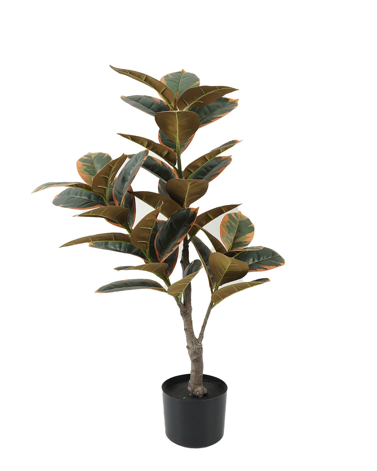 Gomero (90 Cm)