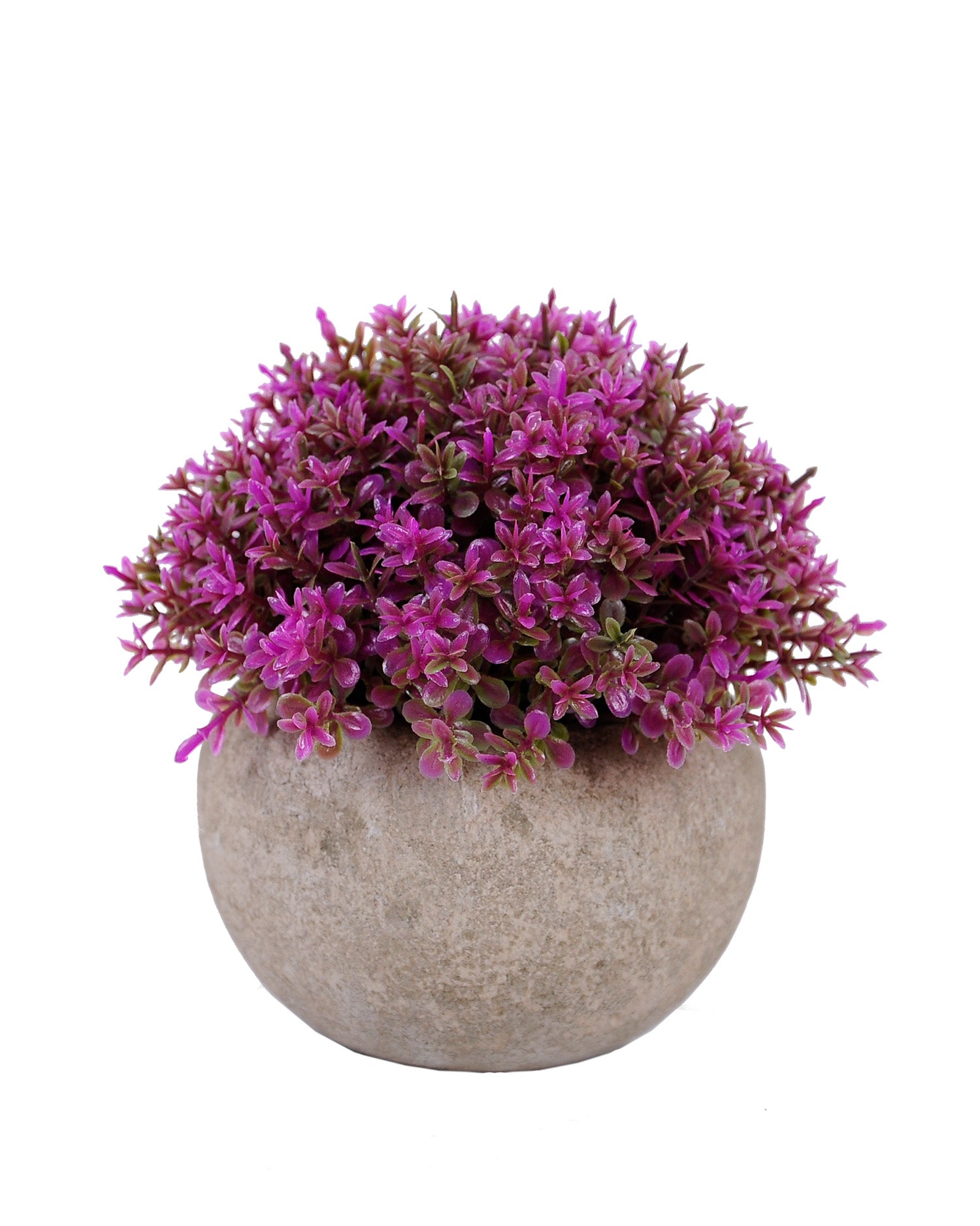 Grass Morado Con Macetero (12 Cm)