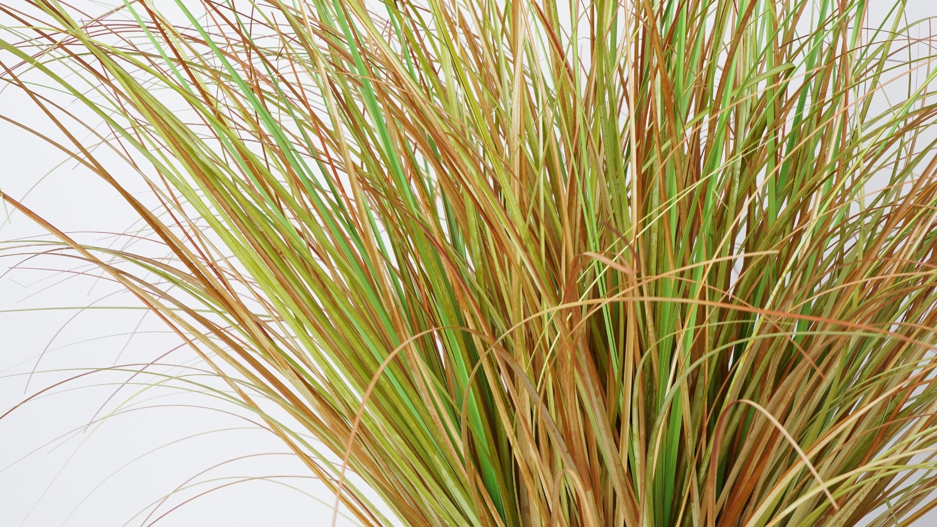 Grass Otoñal (85 Cm)