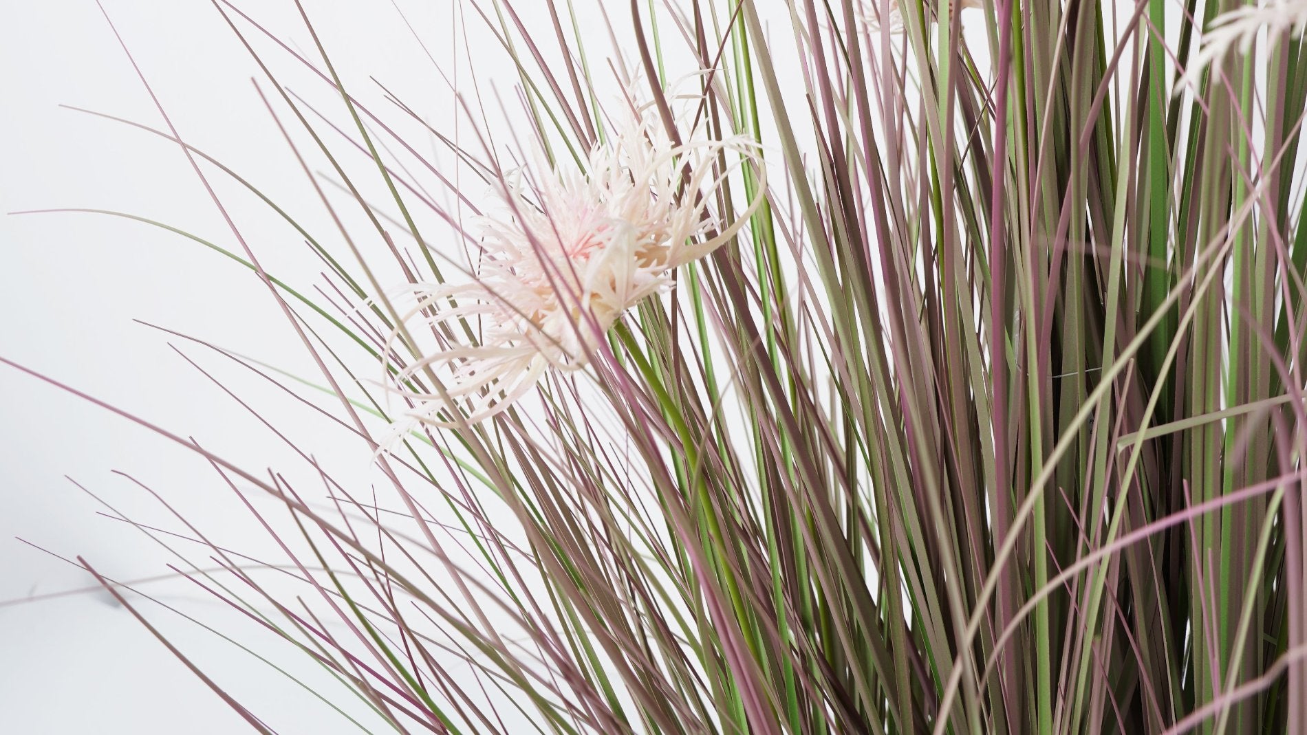 GRASS ROSADO (91 cms.)