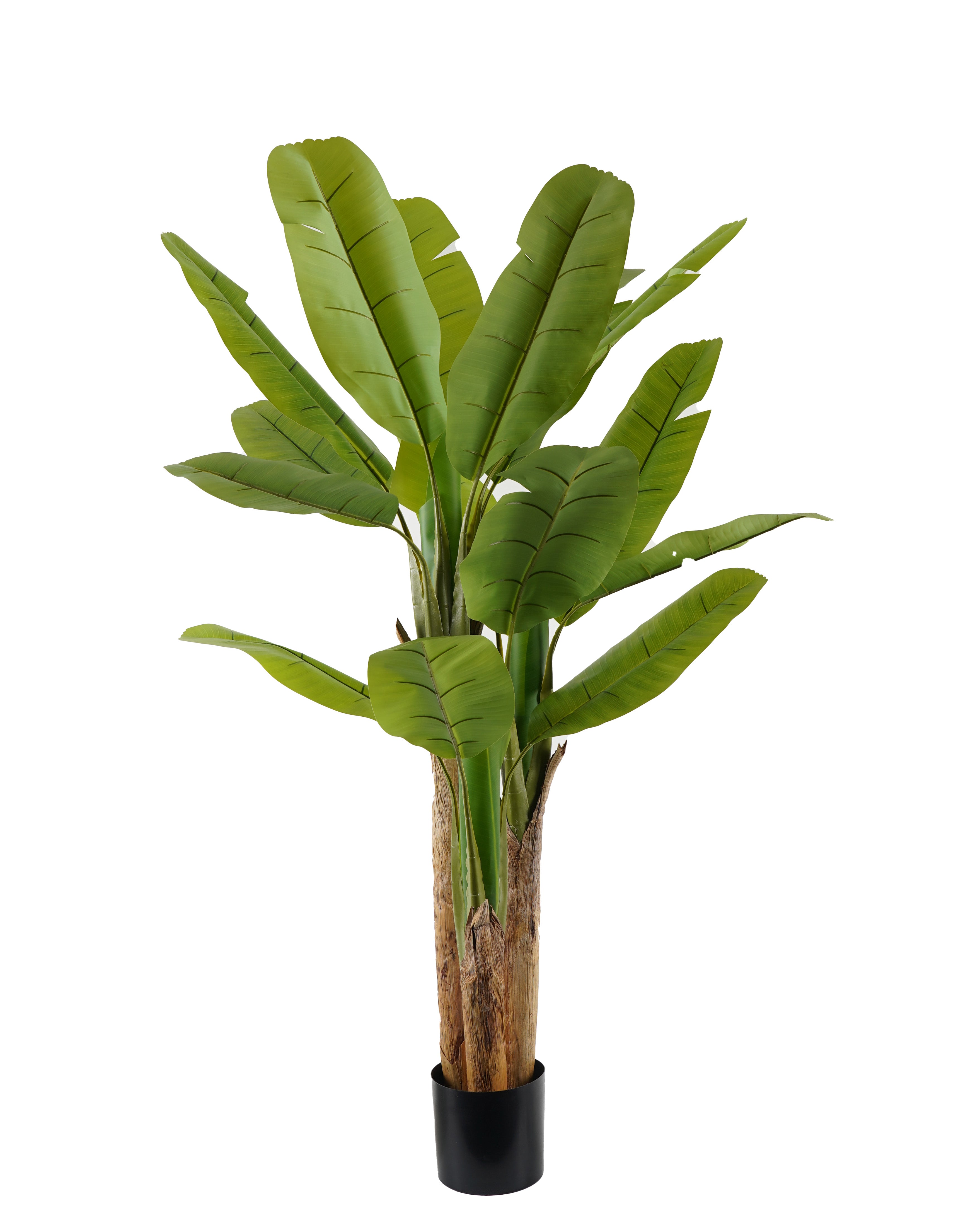 Banana Tree 180 cm