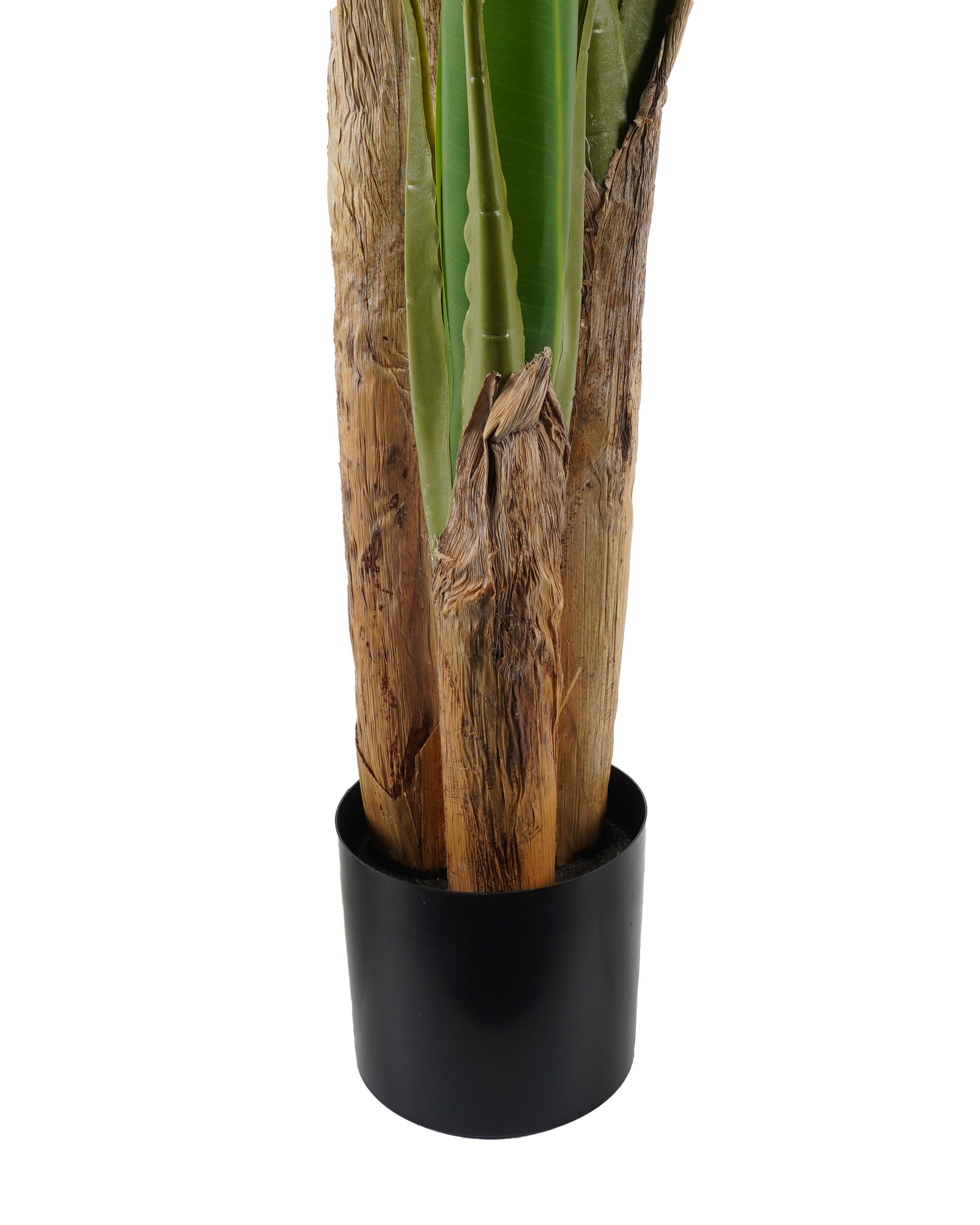 Banana Tree 180 cm