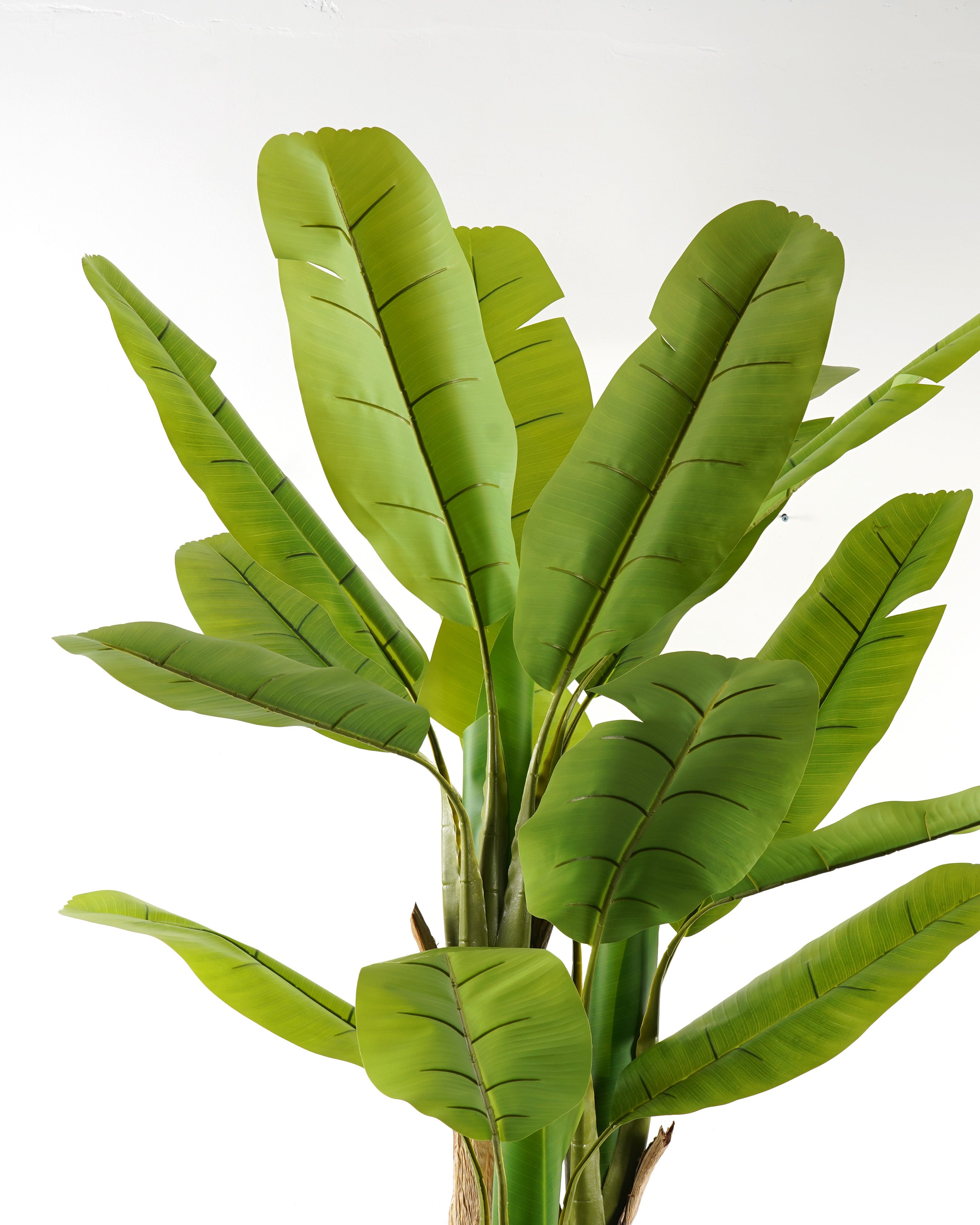 Banana Tree 180 cm