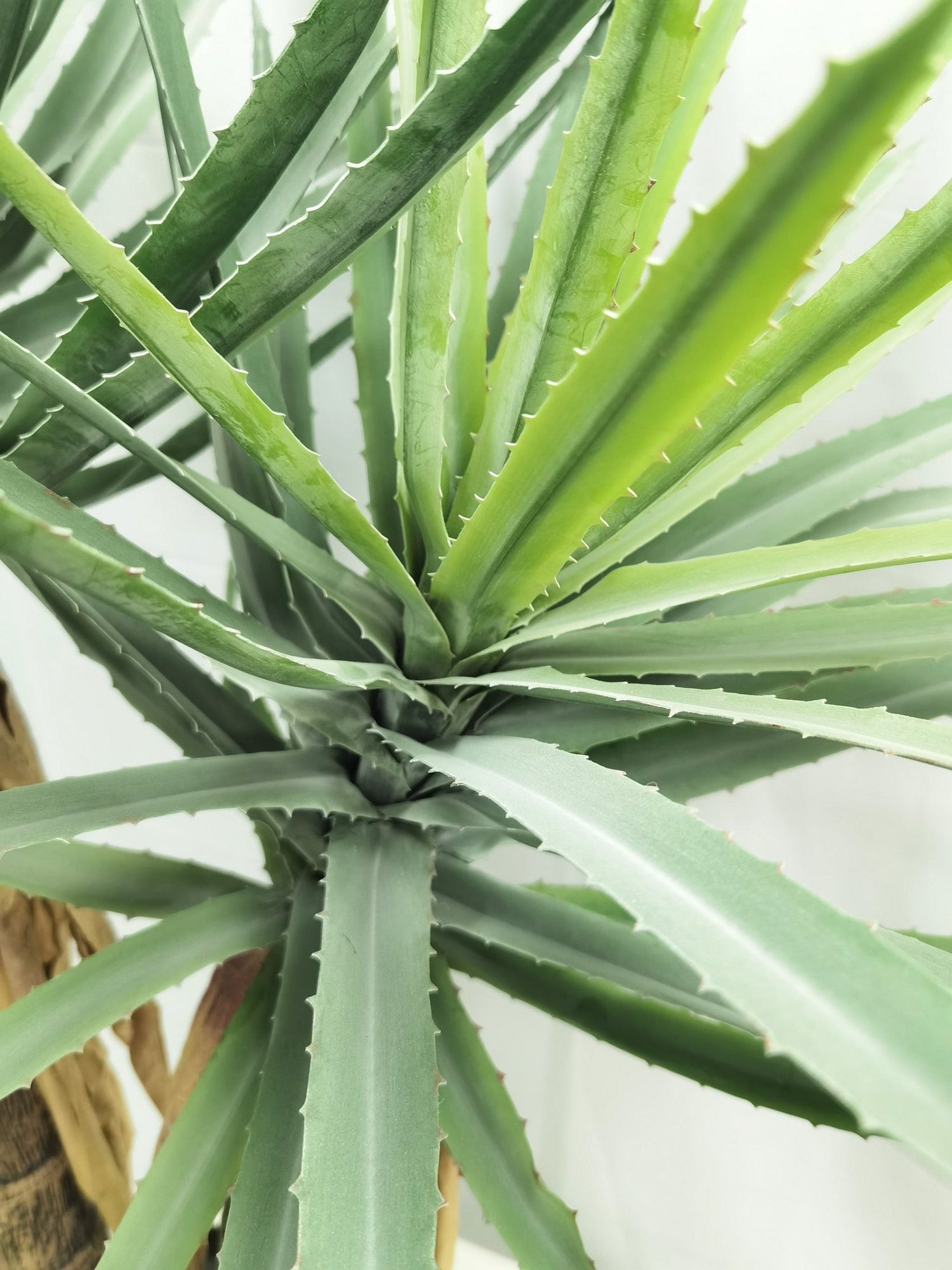 Aloe Vera artificial