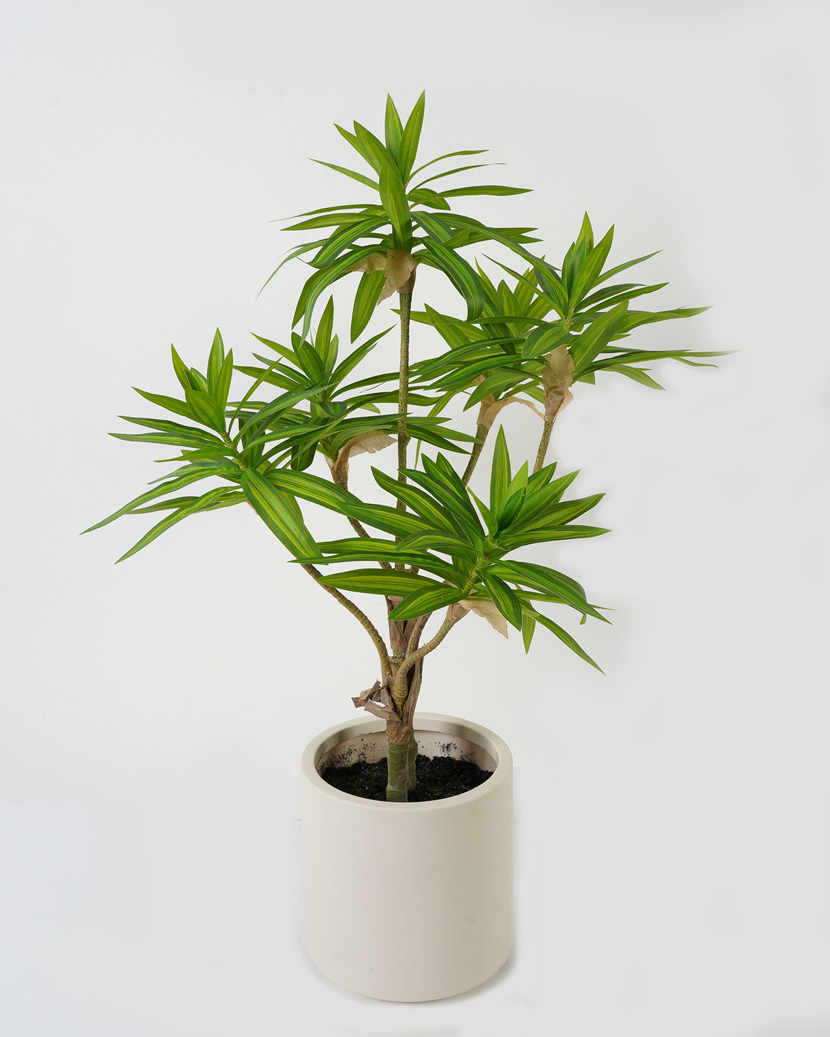 Dracaena 86 cm