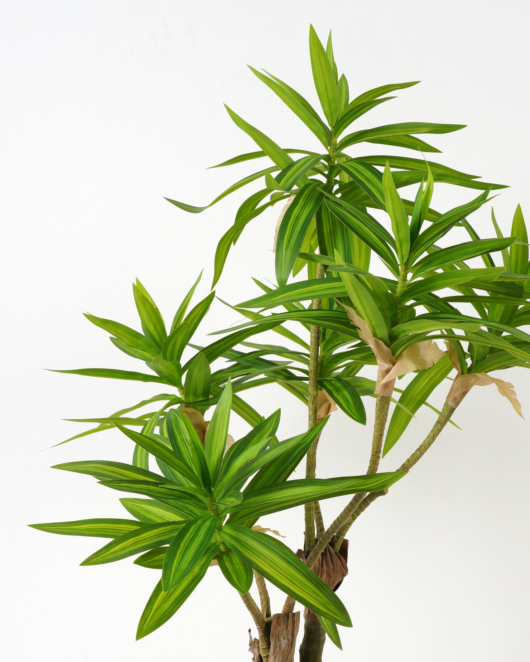 Dracaena 86 cm