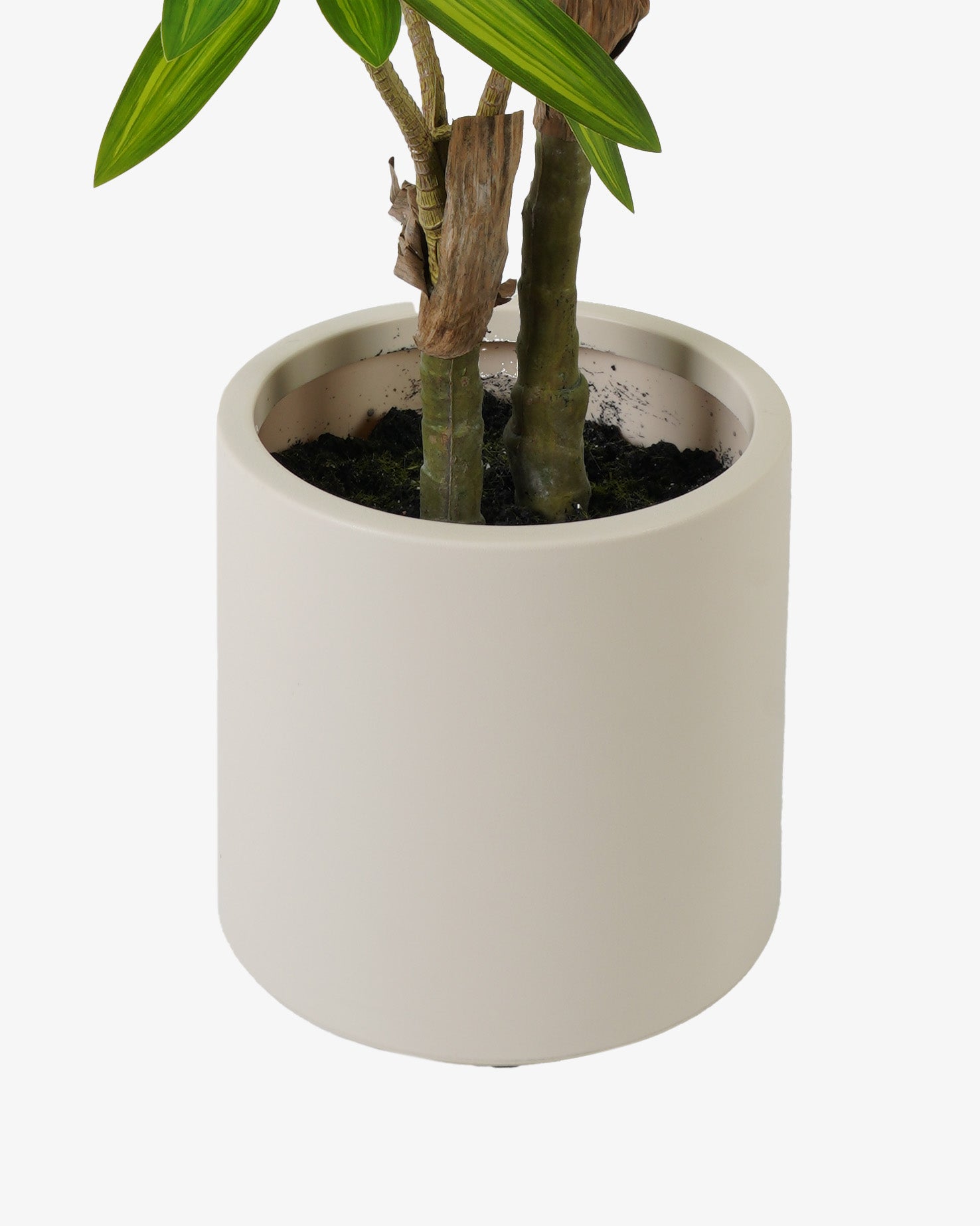 Dracaena 86 cm