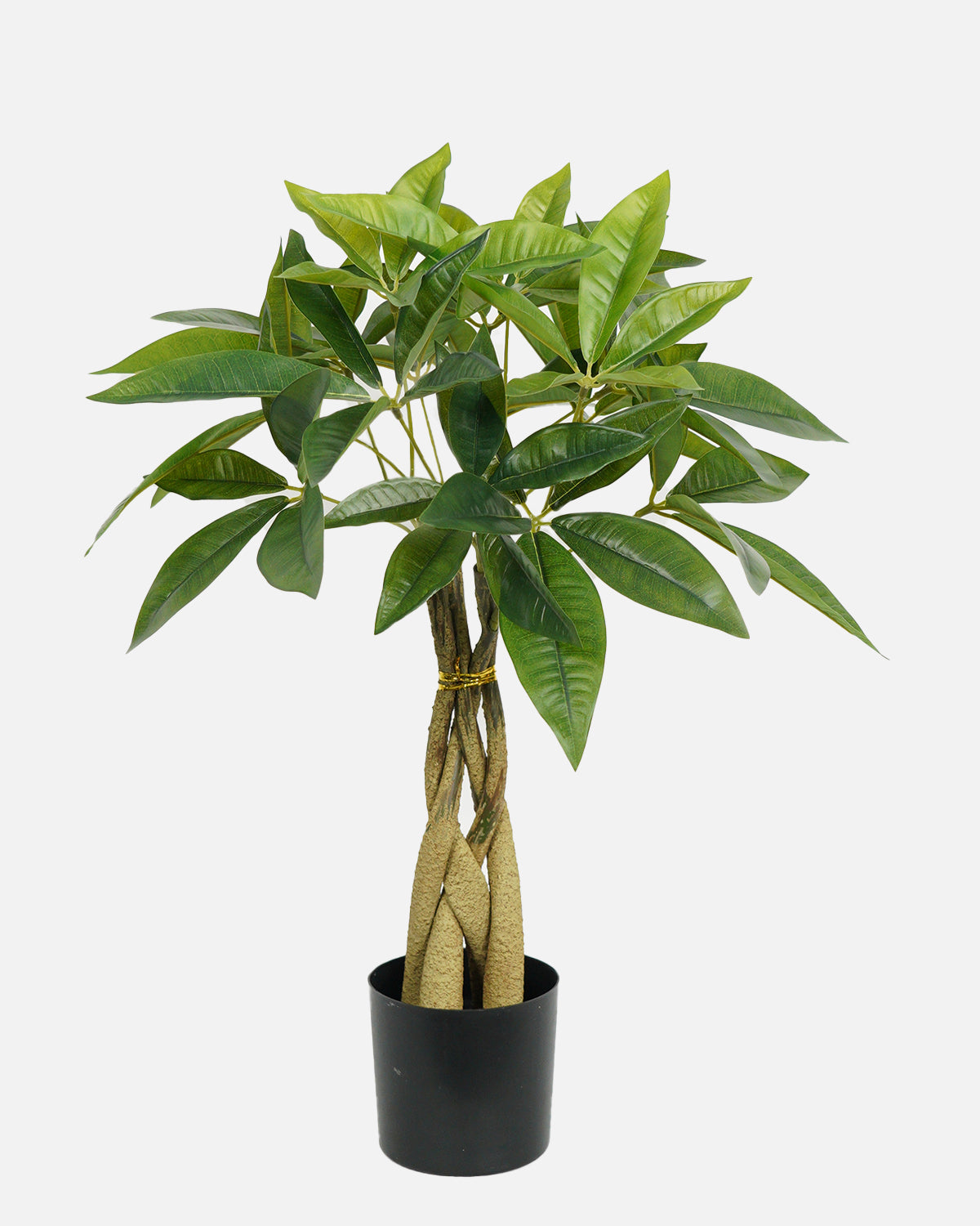 Pachira 60 cm