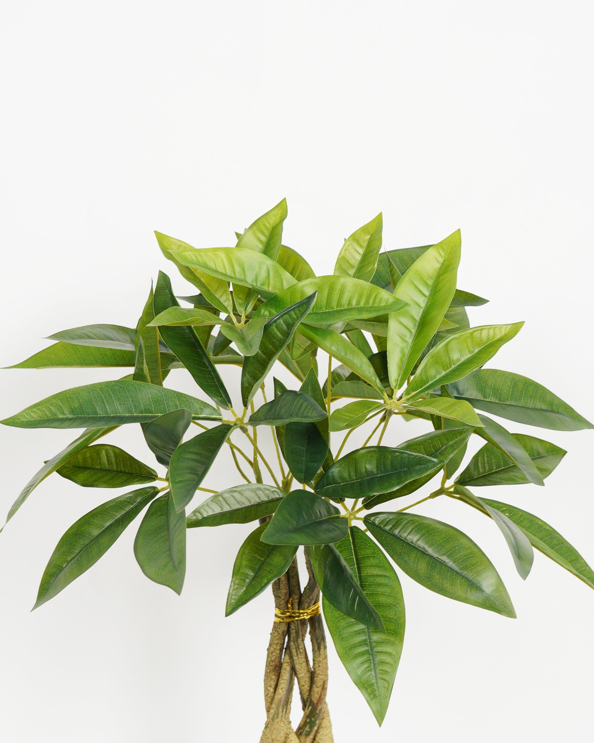 Pachira 60 cm