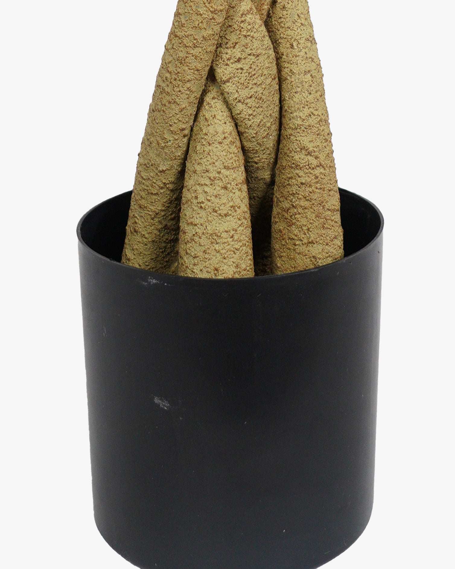 Pachira 60 cm