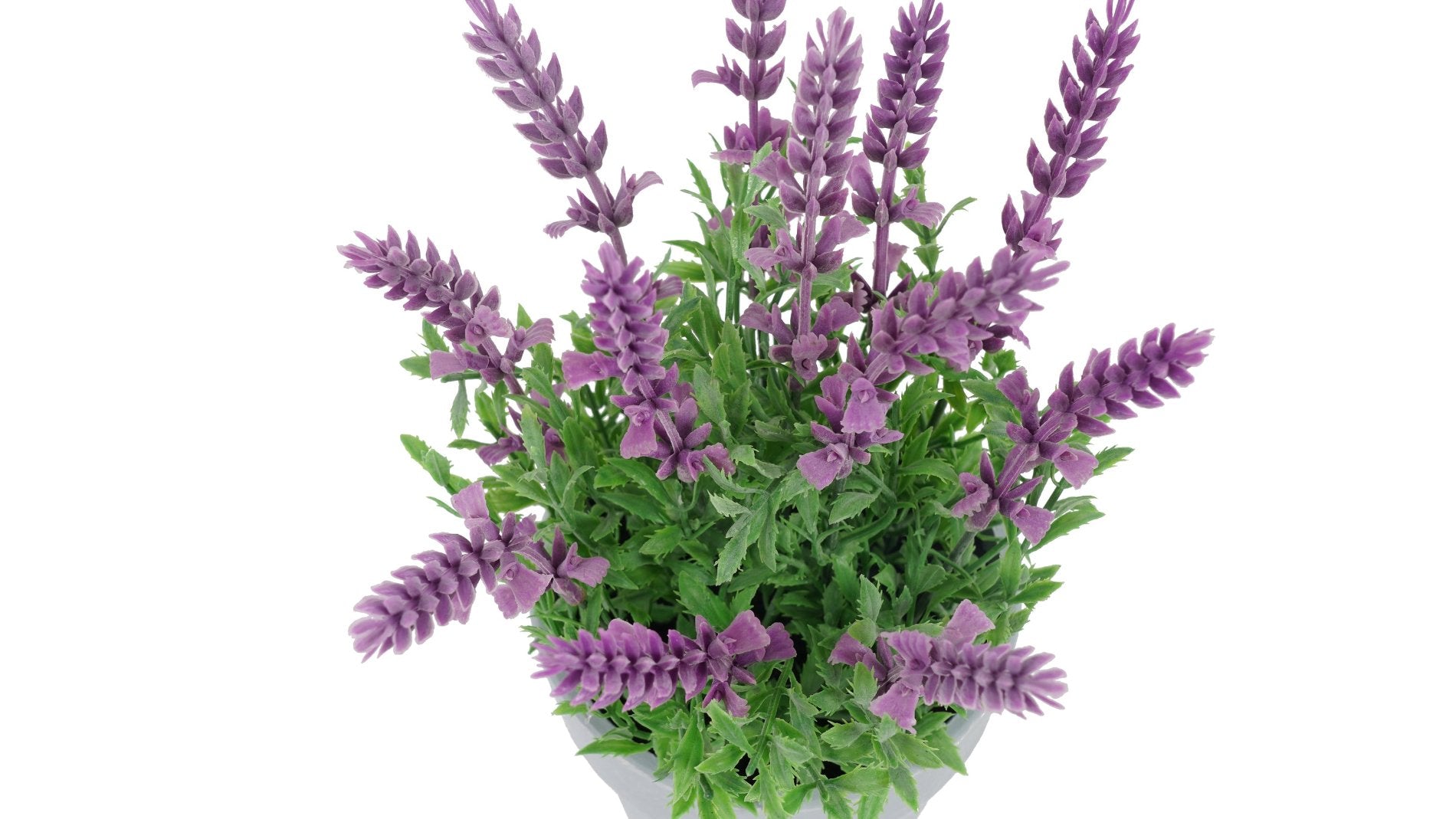 LAVANDA MORADA | MACETERO (25 cms.)