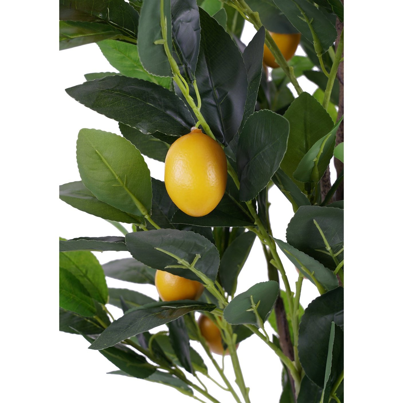 LIMÓN (120 cms.)