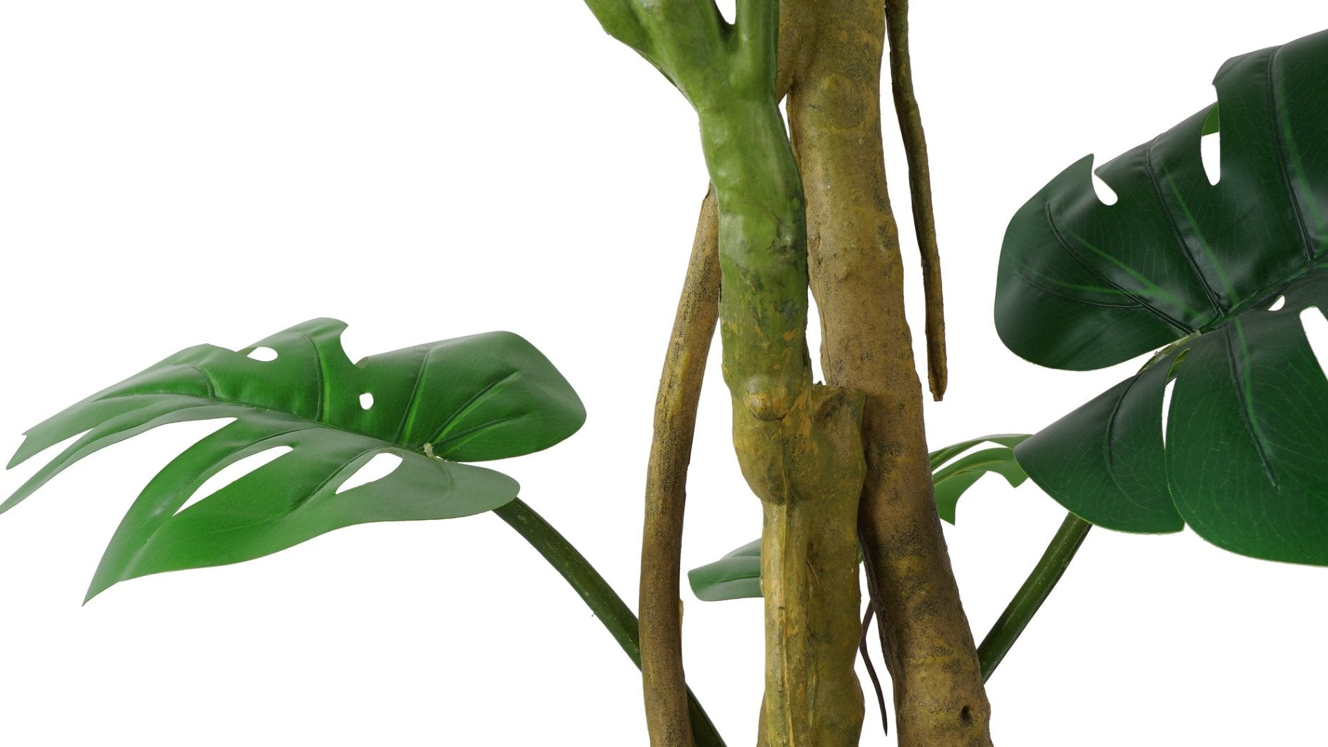 MONSTERA (153 cms.)