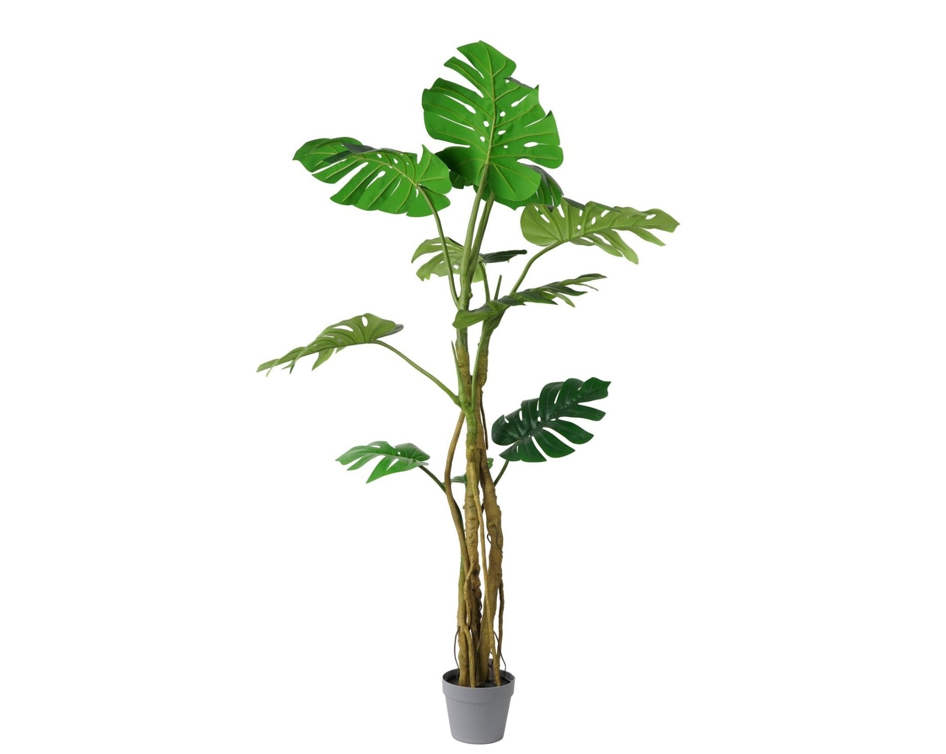 MONSTERA (153 cms.)