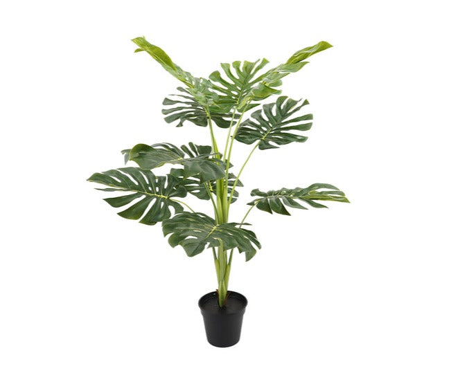 MONSTERA (74 cms.)