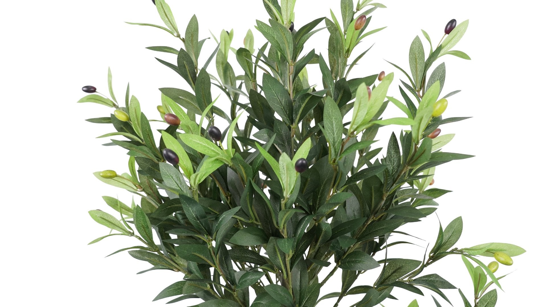 OLIVO (147 cms.)