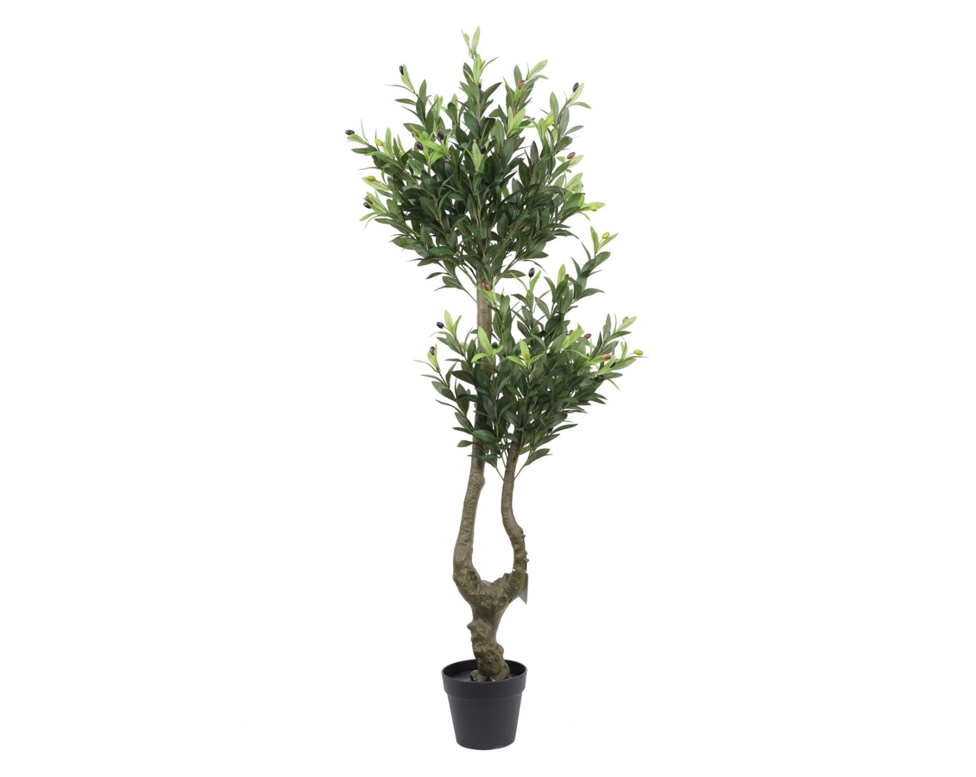 OLIVO (147 cms.)