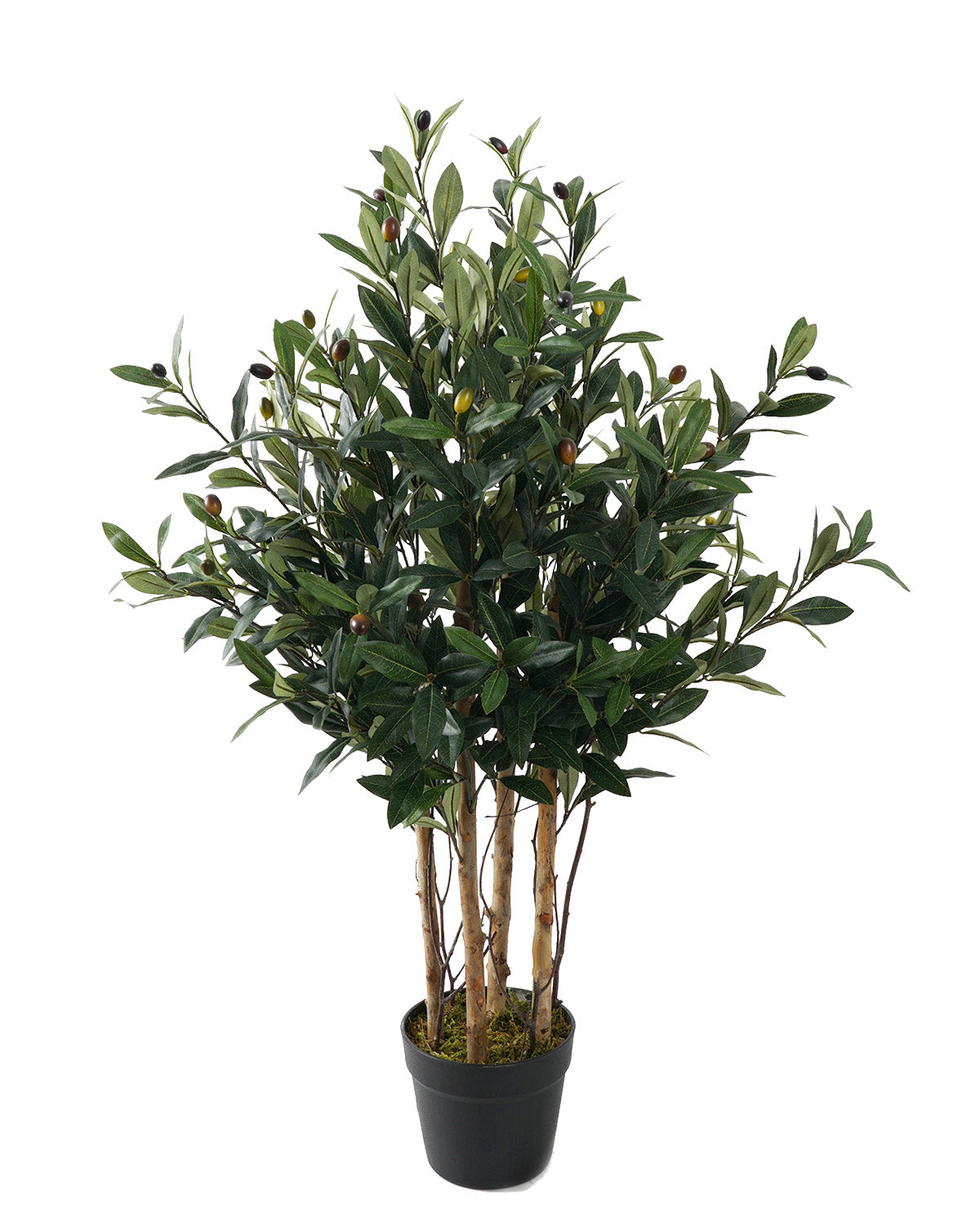 Olivo (93 Cm)