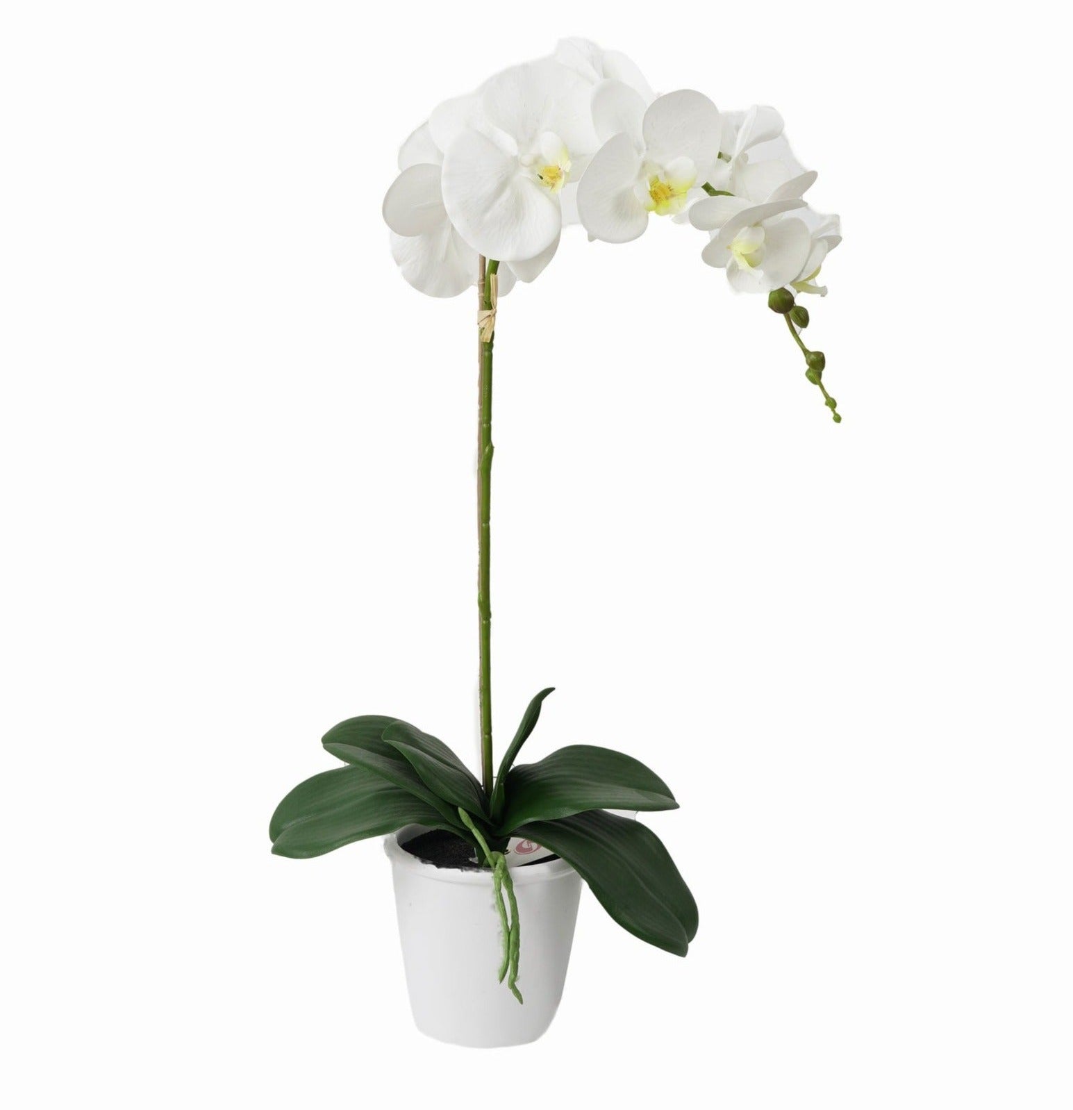 ORQUIDEA BLANCA | MACETERO (63cms.)