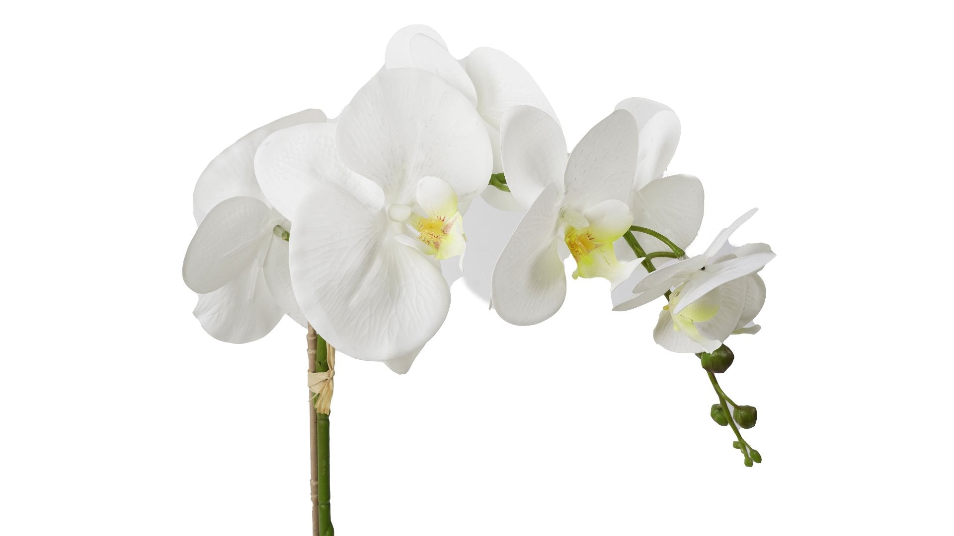 ORQUIDEA BLANCA | MACETERO (63cms.)