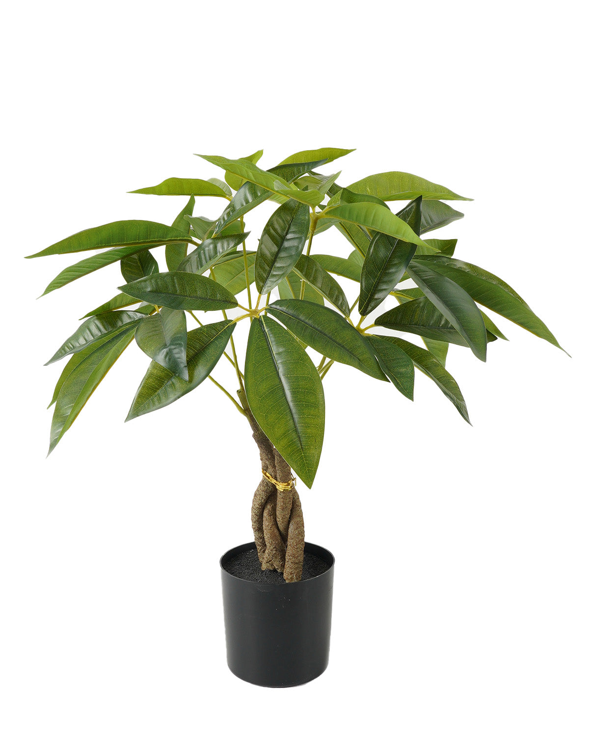 Pachira (42 Cm)