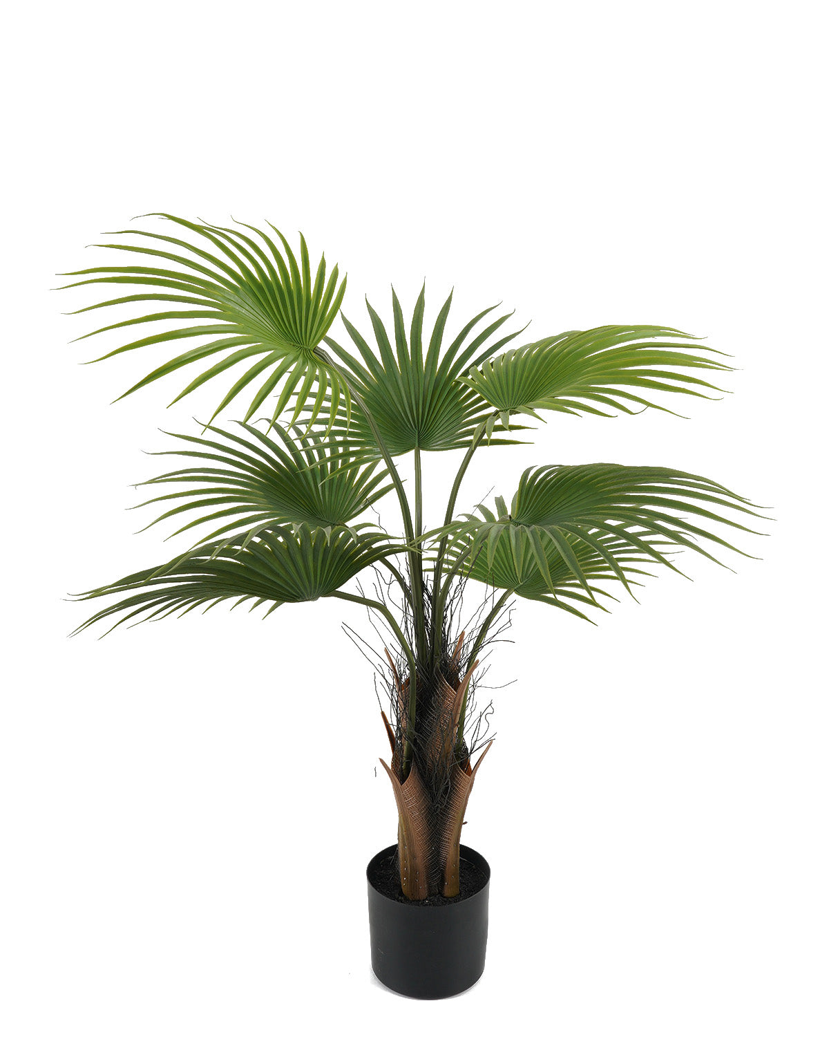 Palmera Abanico 88 CM