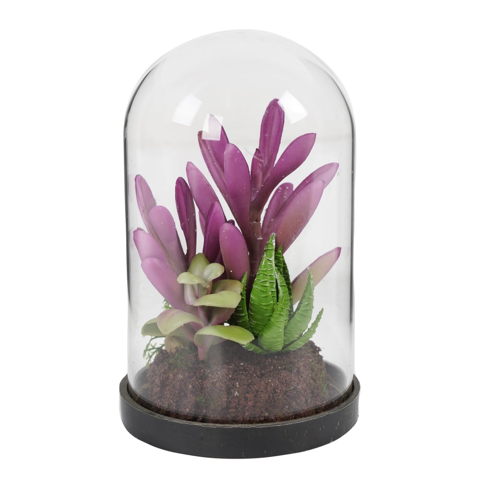 SUCULENTA MORADA | EN VIDRIO (17 cms.)