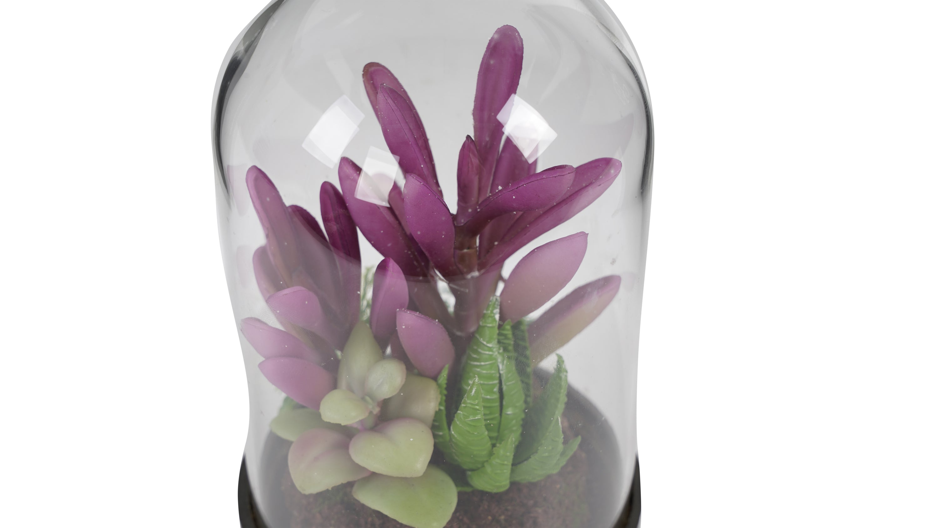 SUCULENTA MORADA | EN VIDRIO (17 cms.)