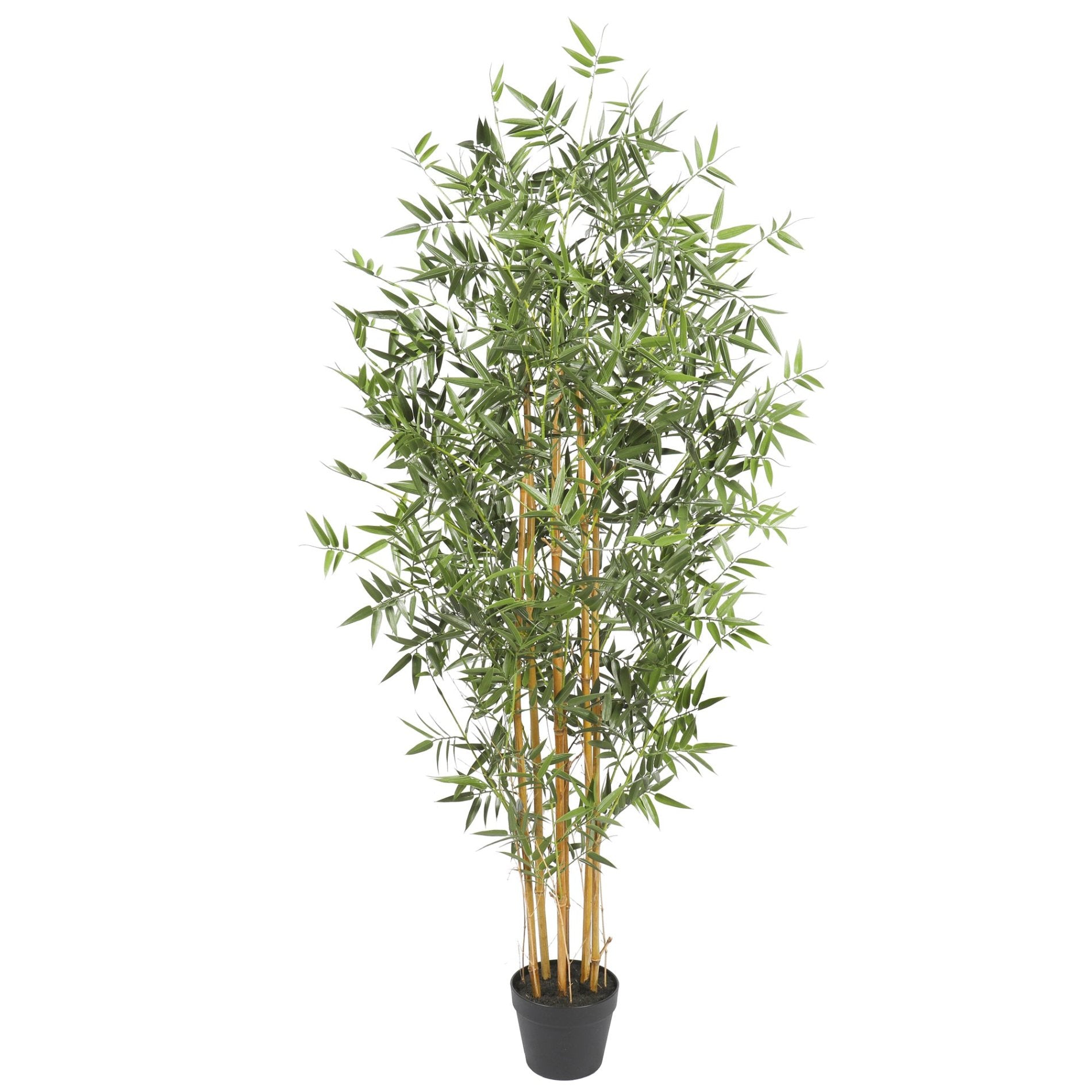 Bamboo 150cms, con filtro UV