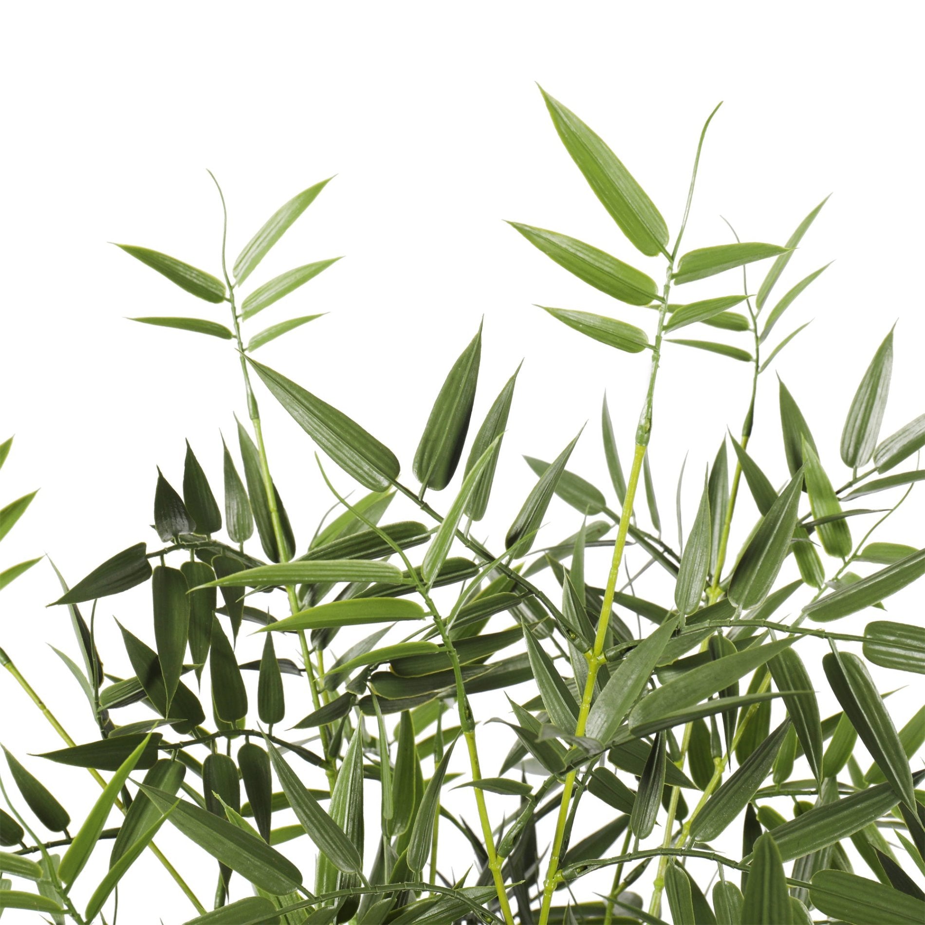 Bamboo 150cms, con filtro UV